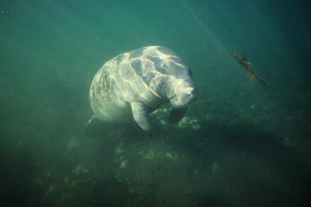 Amazonian manatee. Image Credit: Coulanges, Animalia.bio.