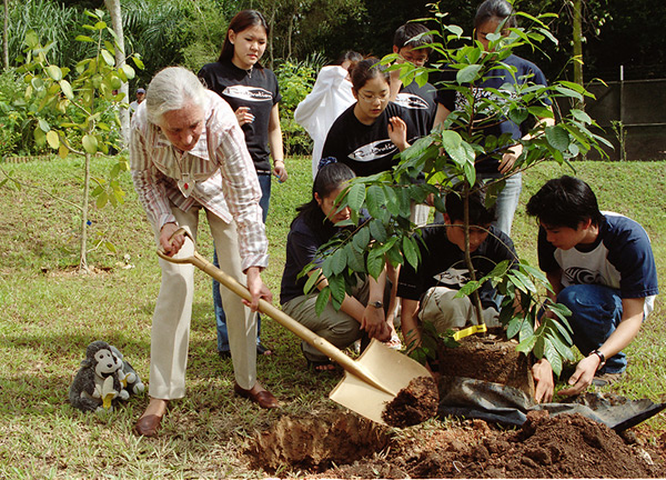 Dr. Jane Goodall and members of Roots & Shoots plant trees in Singapore. © Chris Dickinson, Mongabay. Dr. Jane Goodall and members of Roots & Shoots plant trees in Singapore. © Chris Dickinson, Mongabay.