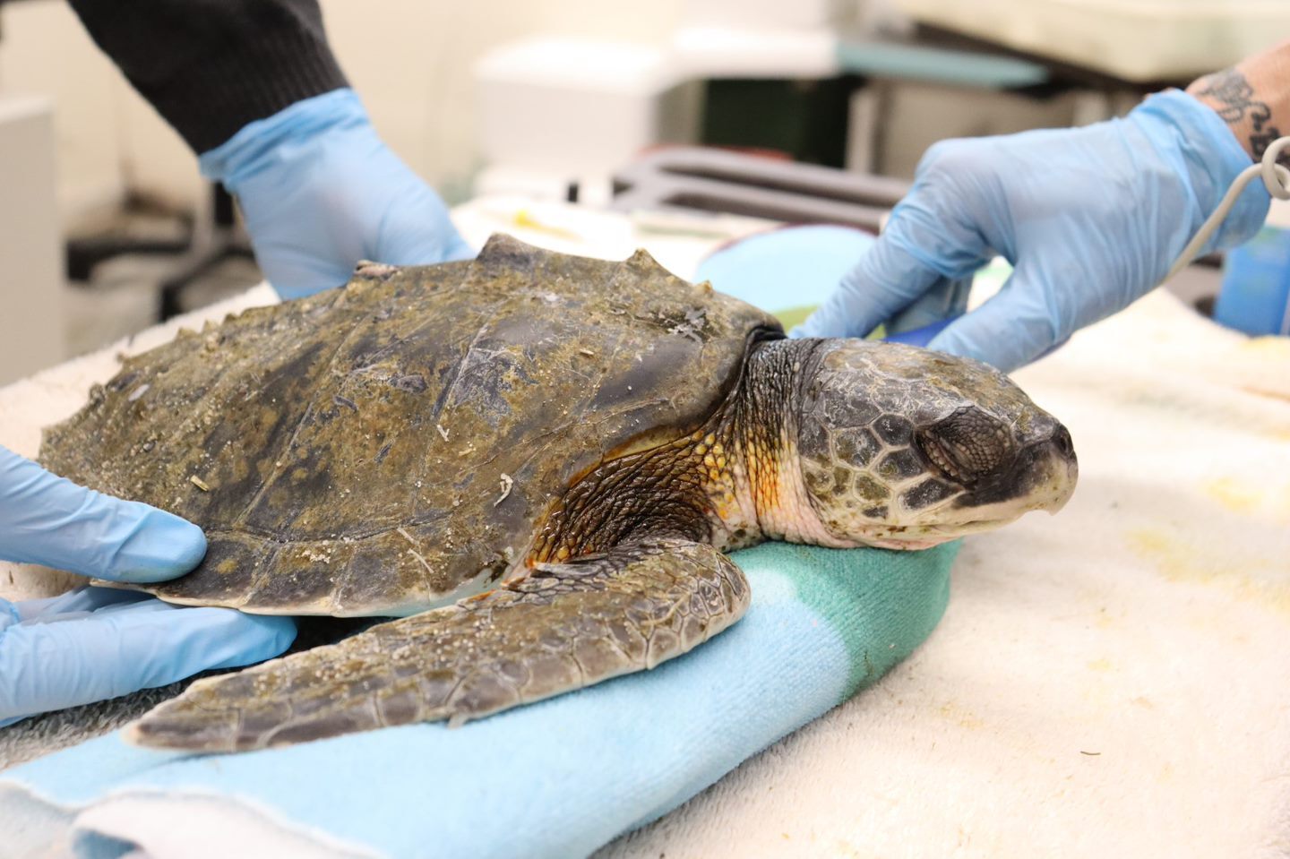 Life-saving measures to save a debilitated Kemp’s ridley sea turtle. Image Credit: National Marine Life Center Life-saving measures to save a debilitated Kemp’s ridley sea turtle. Image Credit: National Marine Life Center