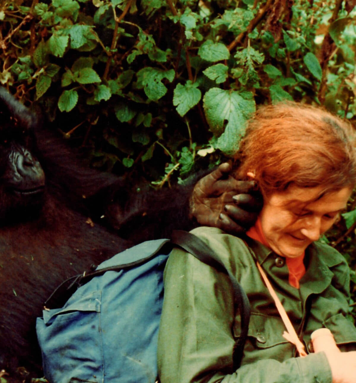 Dian Fossey with a gorilla. Image credit: Courtesy of Dian Fossey Gorilla Fund Dian Fossey with a gorilla. Image credit: Courtesy of Dian Fossey Gorilla Fund