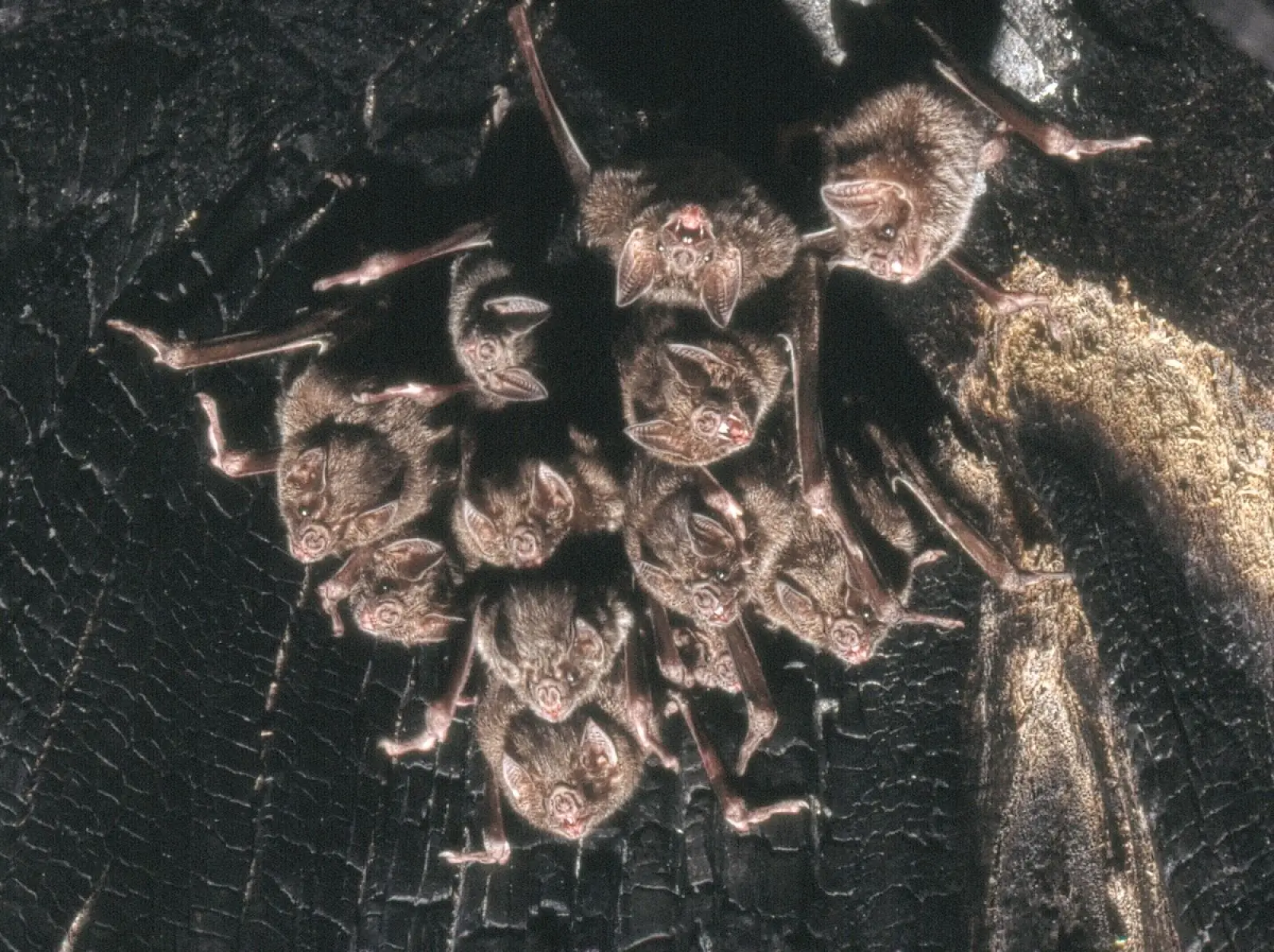 A colony of vampire bats. Image Credit: Uwe Schmidt, Wiki Commons. A colony of vampire bats. Image Credit: Uwe Schmidt, Wiki Commons.