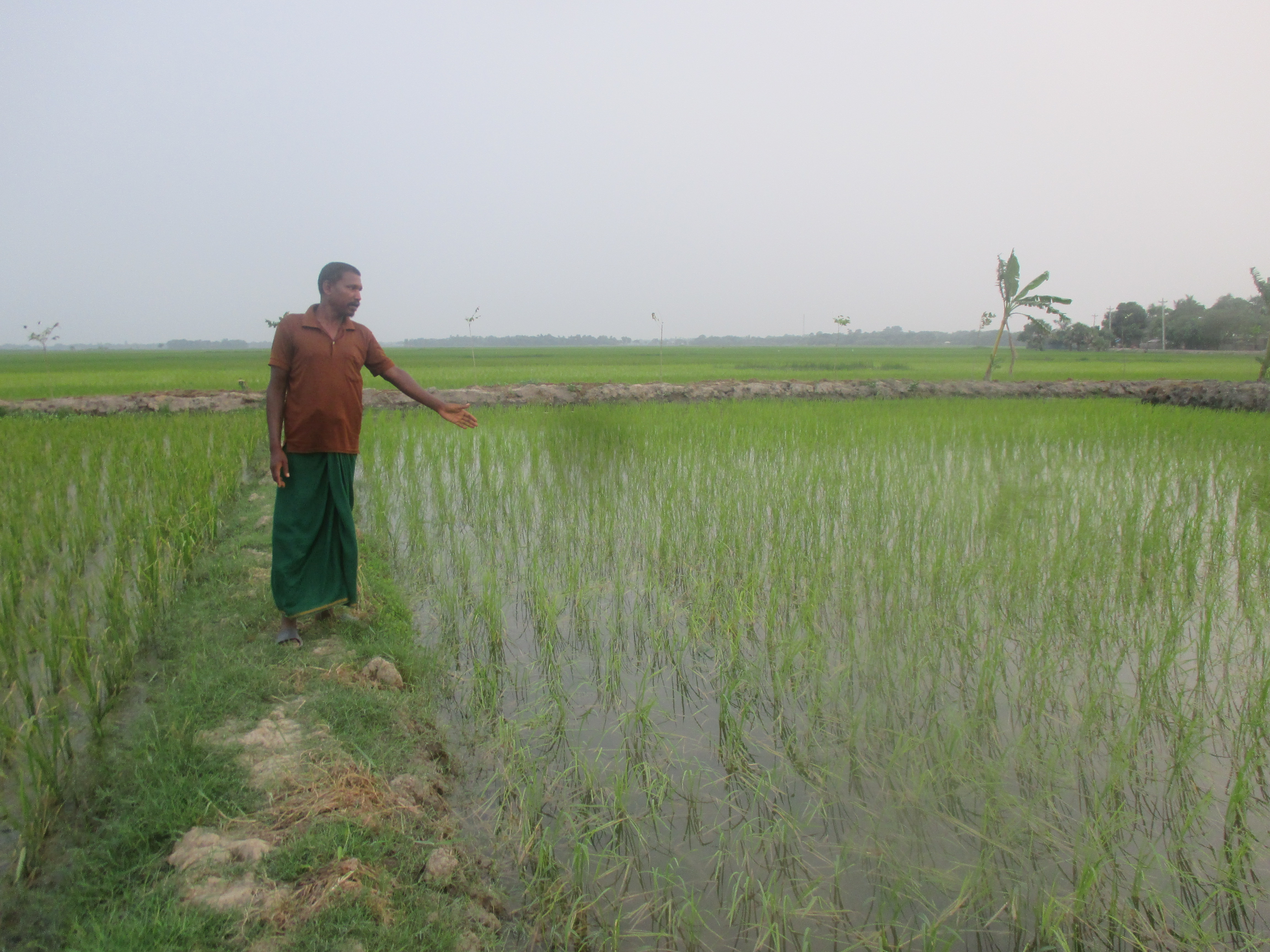 Farmer Sanatan Munda checks the waterline against rice stalks during the Boro season. His plot carries Rajashail, a salt-tolerant variety his family has cultivated for generations. Despite higher salinity levels following a dry monsoon, the variety still produces grain where non-tolerant varieties fail completely. Image Credit: Syed Navid Anjum Hasan. Farmer Sanatan Munda checks the waterline against rice stalks during the Boro season. His plot carries Rajashail, a salt-tolerant variety his family has cultivated for generations. Despite higher salinity levels following a dry monsoon, the variety still produces grain where non-tolerant varieties fail completely. Image Credit: Syed Navid Anjum Hasan.