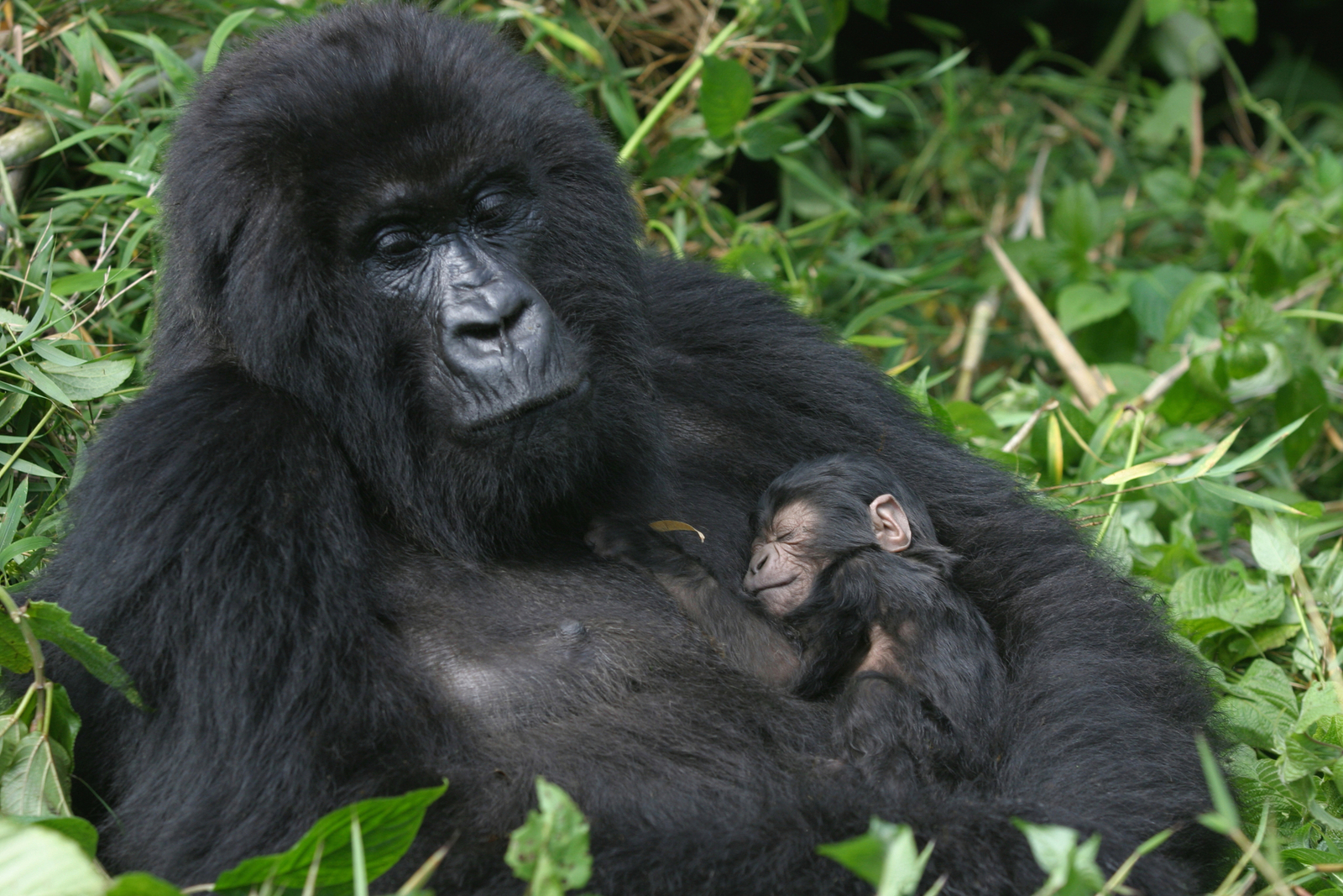 Mountain gorilla mother holding her three-day-old son in her arm, Virunga Mountains, Rwanda. Image Credit: © Erwin F. | Dreamstime.com. Mountain gorilla mother holding her three-day-old son in her arm, Virunga Mountains, Rwanda. Image Credit: © Erwin F. | Dreamstime.com.