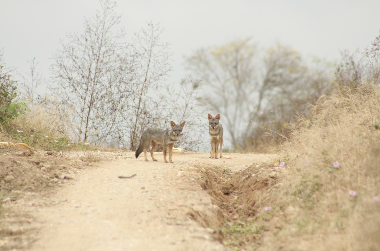 Sechuran foxes. Image Credit: © Ronald Bravo, iNaturalist.