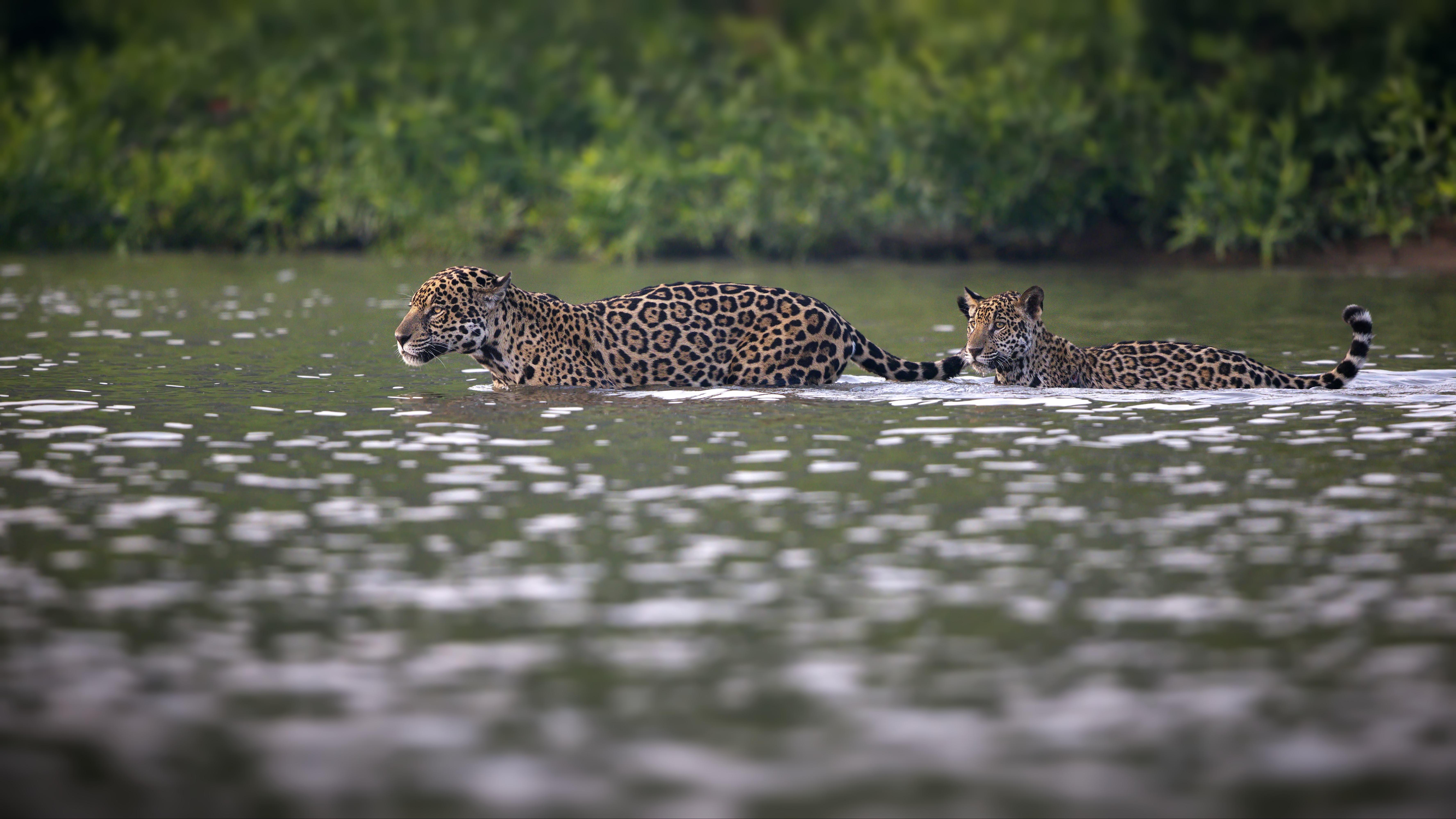 A jaguar mother and her cub. Image Credit: Envato Creative Commons.