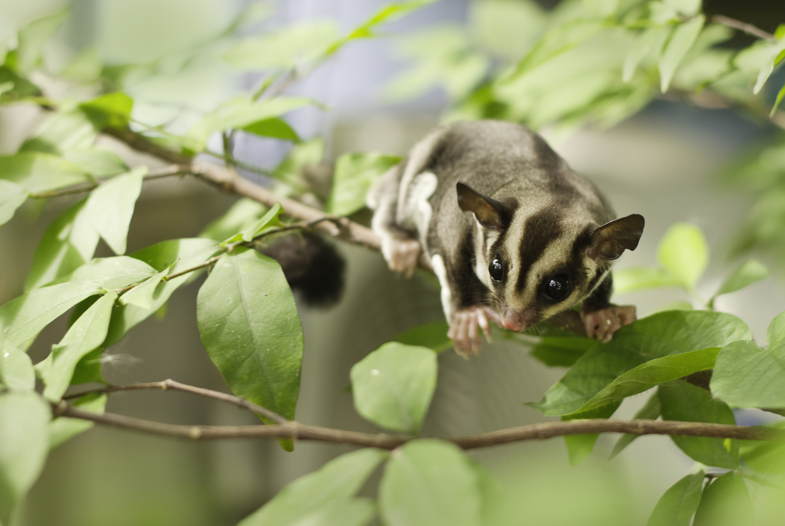 Sugar gliders (Petaurus breviceps) can be found gliding gracefully between trees in the Daintree Rainforest. Image Credit: © Pleprakaymas | Dreamstime.com. Sugar gliders (Petaurus breviceps) can be found gliding gracefully between trees in the Daintree Rainforest. Image Credit: © Pleprakaymas | Dreamstime.com.