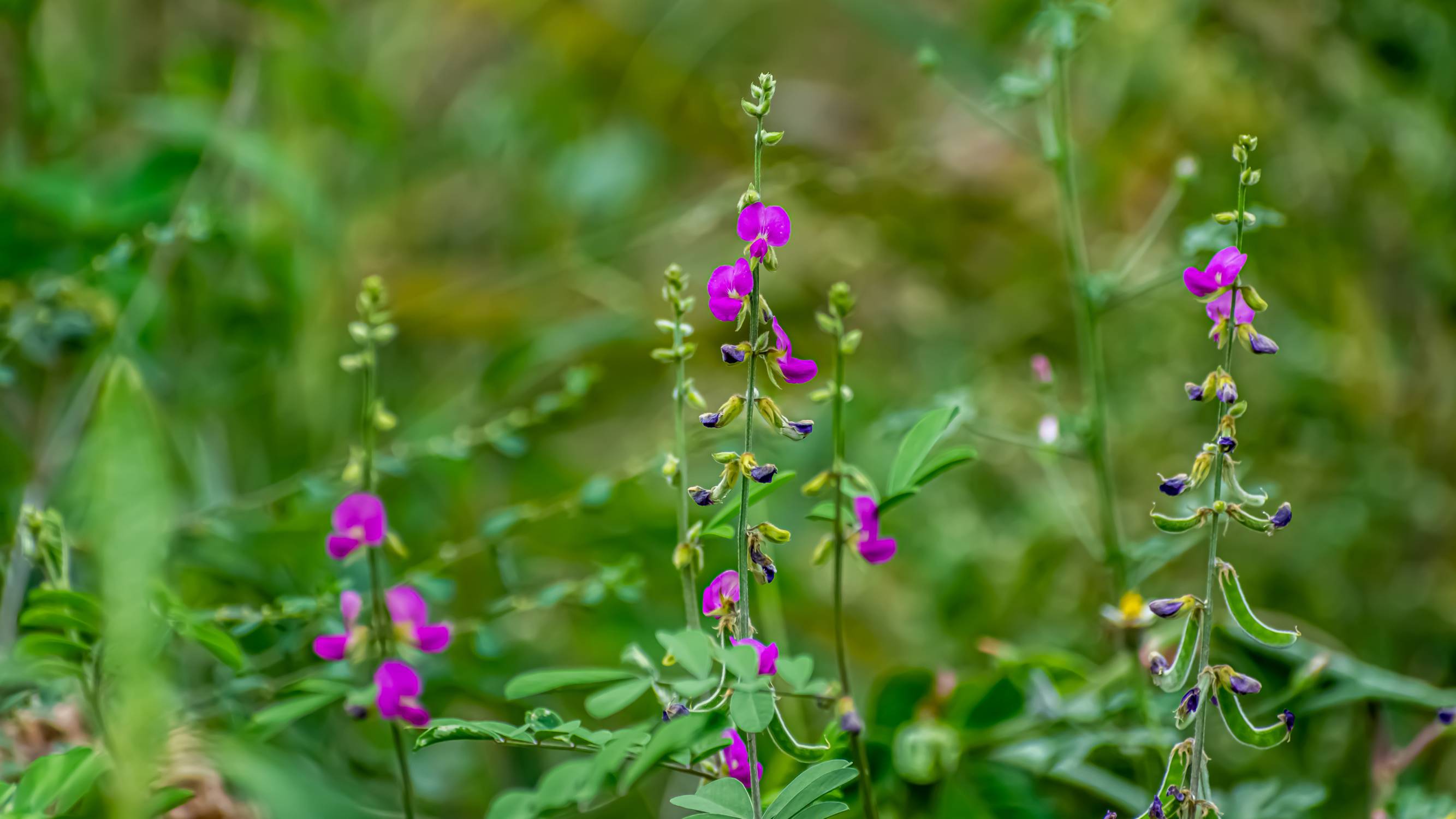Tephrosia purpurea. Photo ID: 254701398 © Privin Sathy | Dreamstime.com Tephrosia purpurea. Photo ID: 254701398 © Privin Sathy | Dreamstime.com