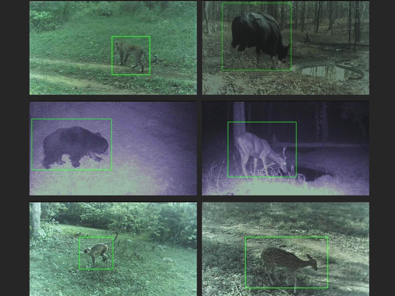 Other mammals detected and instantly transmitted by Trailguard AI include leopard, gaur, sloth bear, sambar, langur, and chital. Image credit NTCA, Madhya Pradesh forest department, Global Tiger Forum, and Resolve