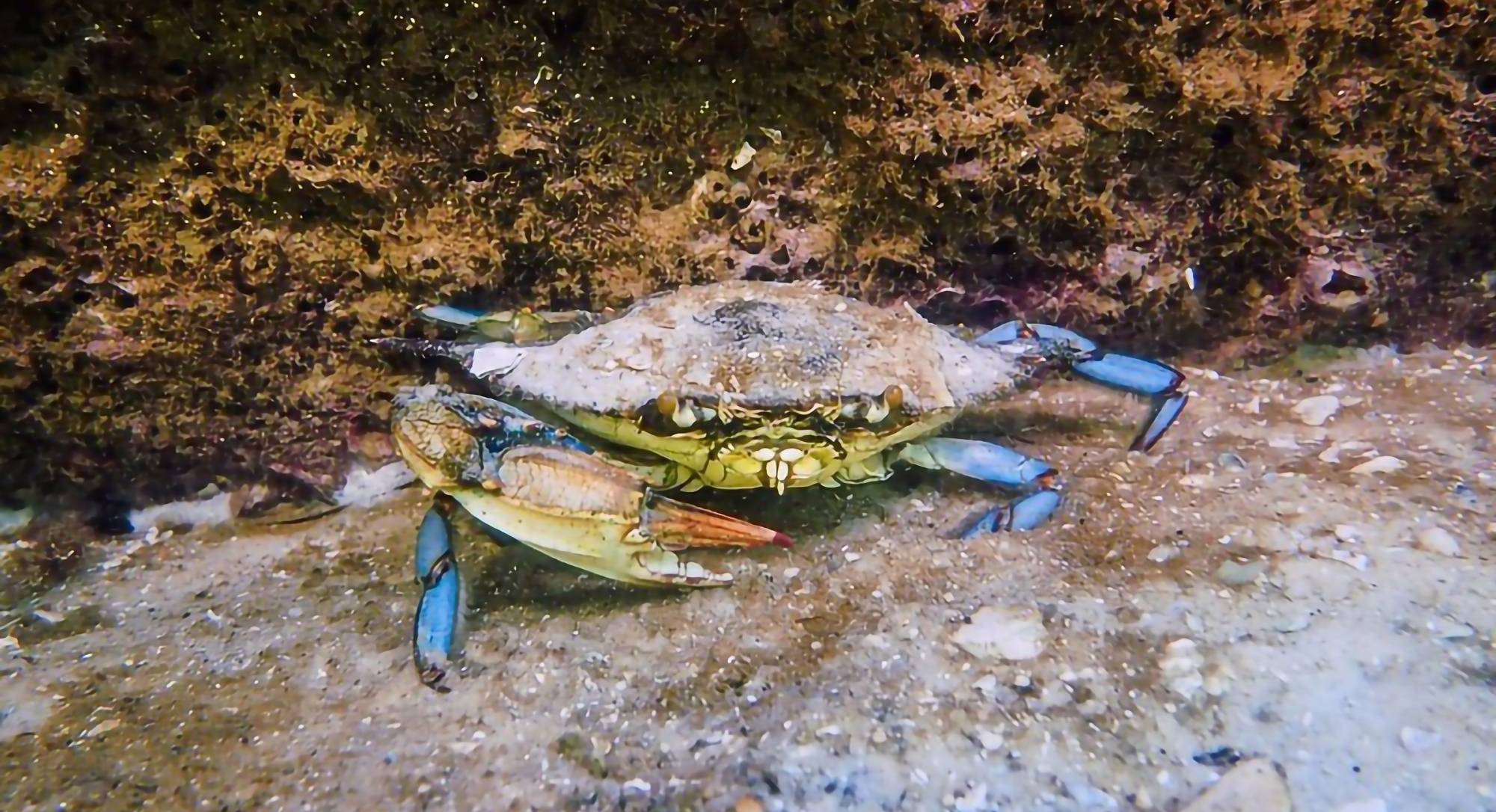 Blue crab (Callinectes Sapidus). Blue crab (Callinectes Sapidus). Image credit: Phil's 1st Pix via Flickr, CC-BY-NC-SA 2.0