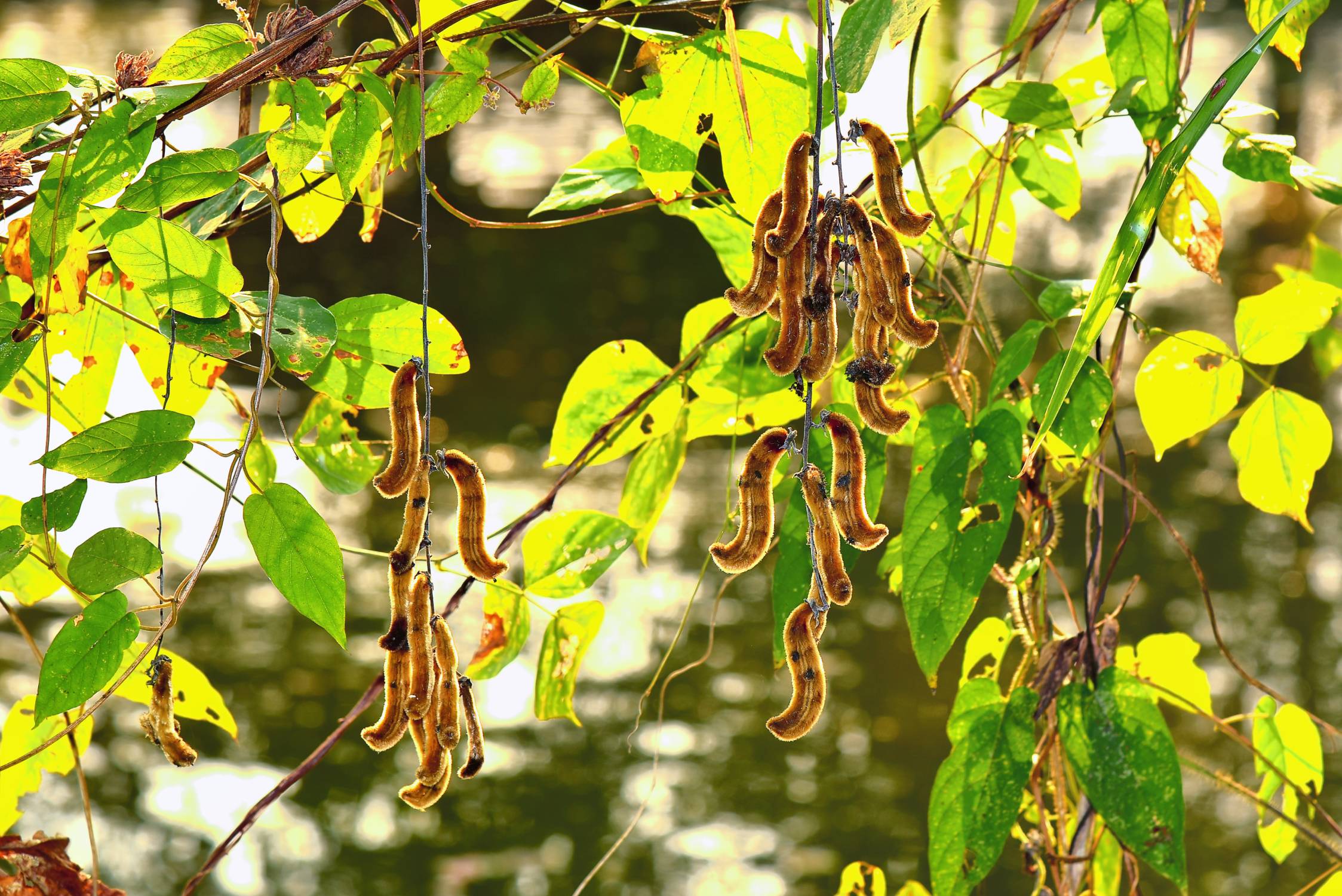 Mucuna pruriens, also called velvet beans. Photo ID 122551863 © Pitaksunti Montol | Dreamstime.com Mucuna pruriens, also called velvet beans. Photo ID 122551863 © Pitaksunti Montol | Dreamstime.com