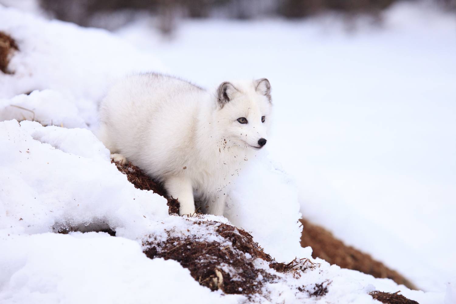 Arctic fox standing in snow. Photo | Dreamstime_38643935 Arctic fox standing in snow. Photo | Dreamstime_38643935
