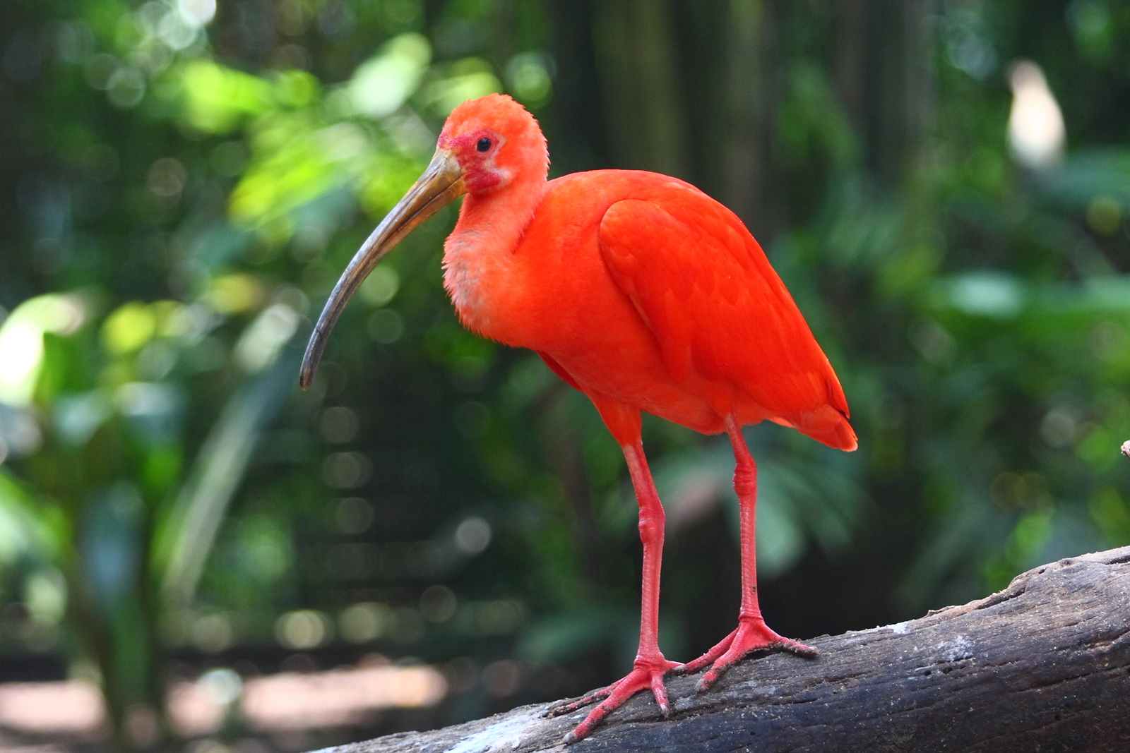 A scarlet ibis on a tree branch. Image Credit: © Boaz Yunior Wibowo | Dreamstime.com. A scarlet ibis on a tree branch. Image Credit: © Boaz Yunior Wibowo | Dreamstime.com.