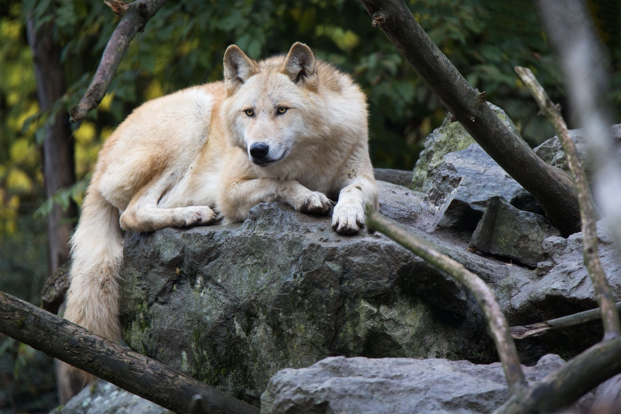 Eastern timber wolf (Canis lupus lycaon). Eastern timber wolf (Canis lupus lycaon). Image credit: Cloudtail the Snow Leopard