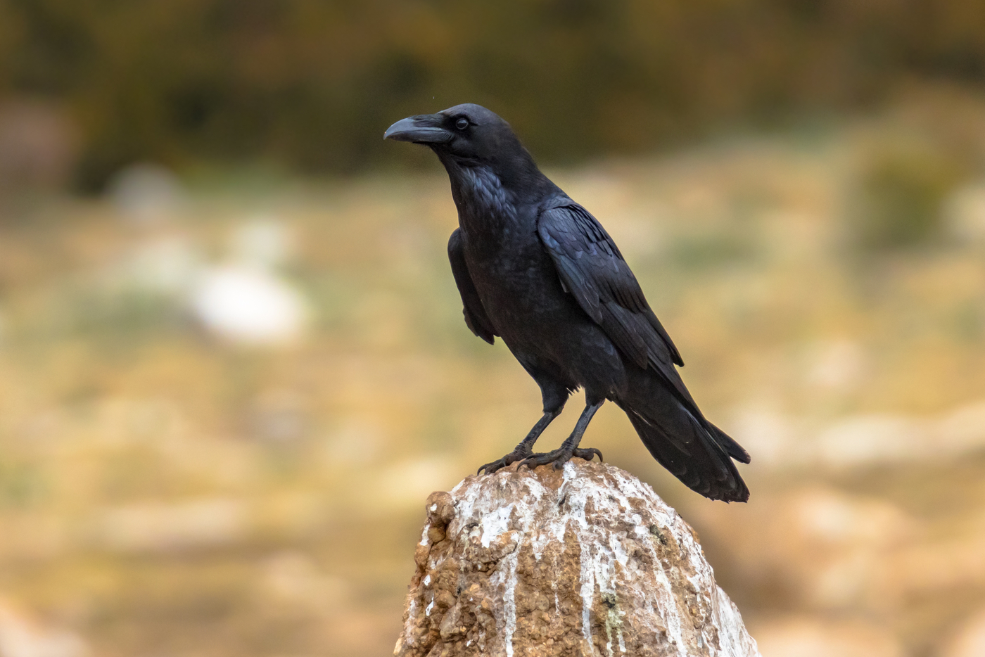 Common raven (Corvus corax) perched on rock. Common raven (Corvus corax) perched on rock.