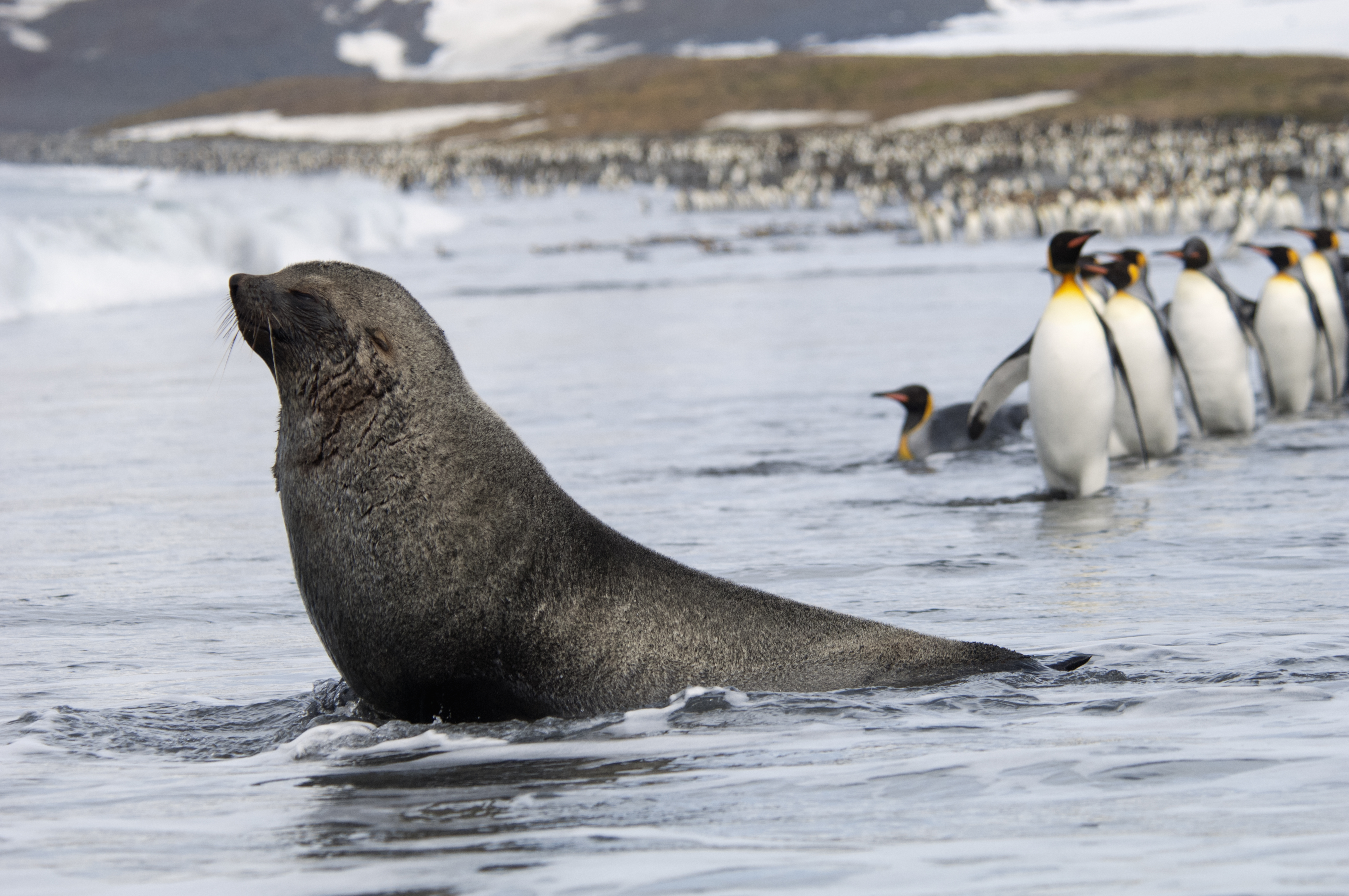 An Antarctic fur seal hanging out on the seashore with a group of king penguins. Image Credit: Mint_Images, Envato. An Antarctic fur seal hanging out on the seashore with a group of king penguins. Image Credit: Mint_Images, Envato.