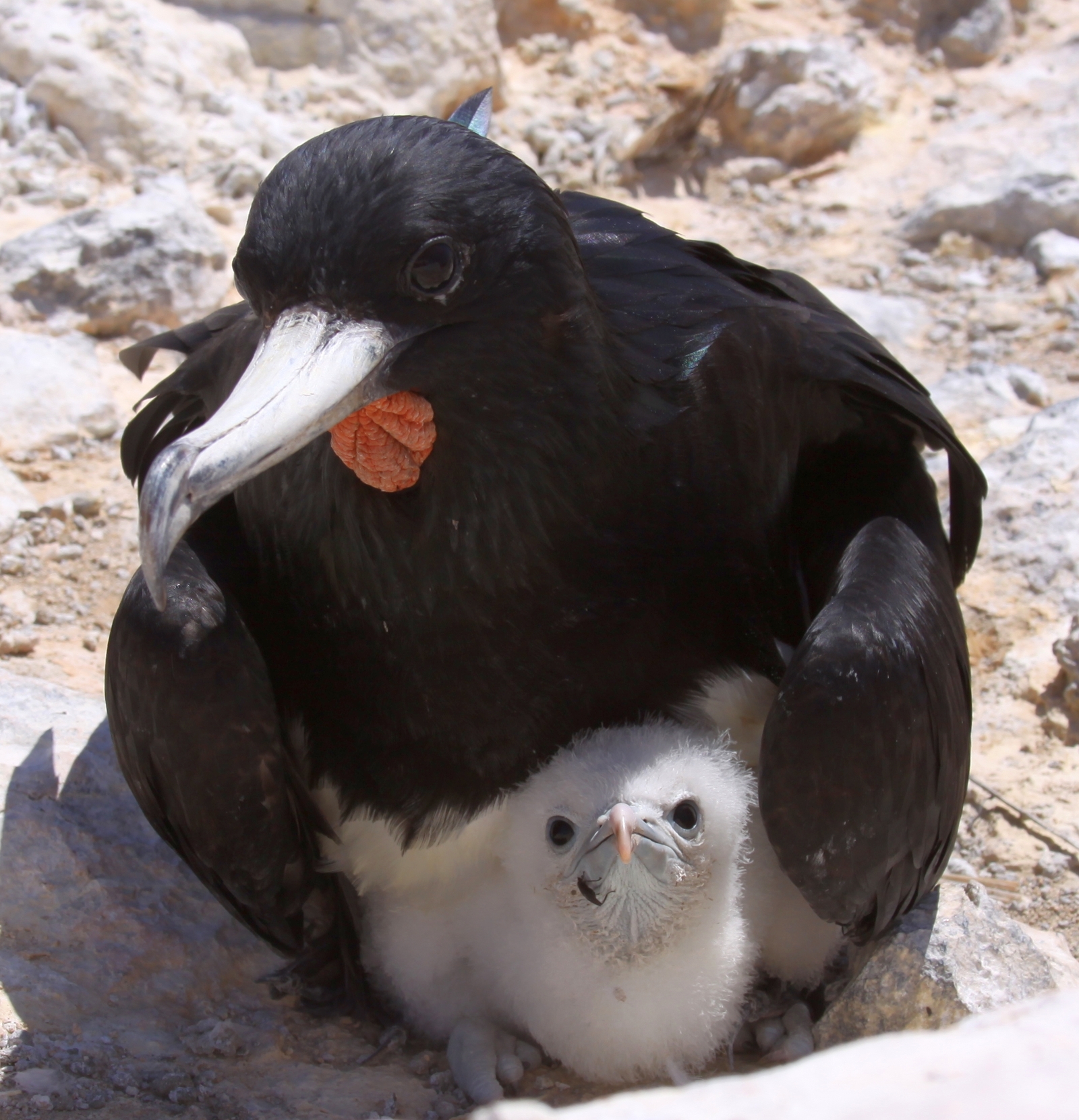 Male Ascension frigatebird with chick at Boatswain Island. Image Credit: Wiki Commons. Male Ascension frigatebird with chick at Boatswain Island. Image Credit: Wiki Commons.