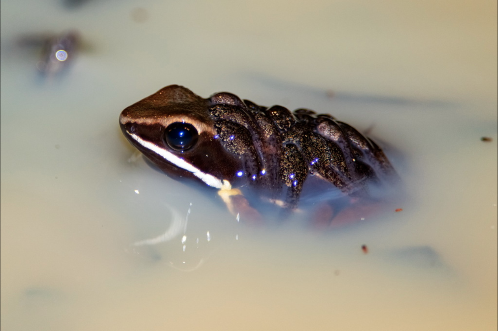 Brilliant-thighed poison frog (Allobates femoralis). Image Credit: Leonardo Merçon, iNaturalist UK. Brilliant-thighed poison frog (Allobates femoralis). Image Credit: Leonardo Merçon, iNaturalist UK.