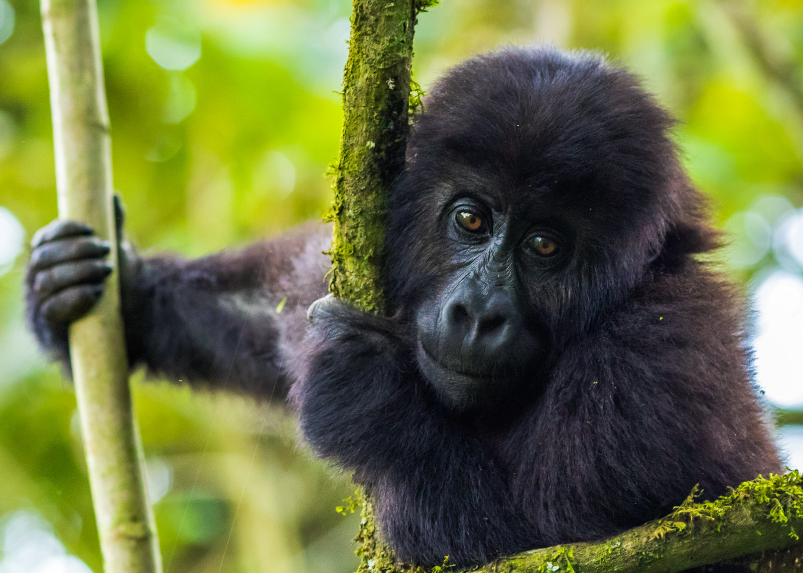 A young Grauer's gorilla (Gorilla beringei graueri) climbing and exploring in the trees in Kahuzi-Biega National Park, Democratic Republic of the Congo. Image Credit: Mike Davison, Flickr. A young Grauer's gorilla (Gorilla beringei graueri) climbing and exploring in the trees in Kahuzi-Biega National Park, Democratic Republic of the Congo. Image Credit: Mike Davison, Flickr.