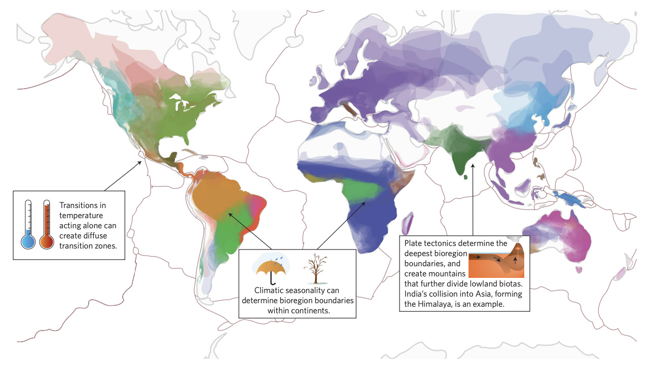 Ranges of amphibian species colored by biogeographical region showing the role of plate tectonics, climatic transitions, and mountain barriers in forming bioregions across the globe. Ranges of amphibian species colored by biogeographical region showing the role of plate tectonics, climatic transitions, and mountain barriers in forming bioregions across the globe. Map by Daniel Eldler, DOI: 10:1038/s41559-017-0114 (2017)