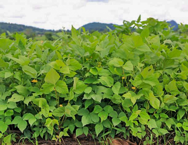 Cowpeas in a field. Photo | Shutterstock