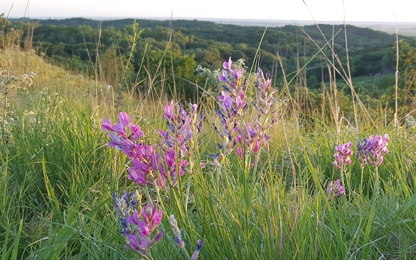 Candle larkspur (Delphinium elatum) wildflowers in the Loess Hills. Image Credit: Billy BlueJay, Wiki Commons. Candle larkspur (Delphinium elatum) wildflowers in the Loess Hills. Image Credit: Billy BlueJay, Wiki Commons.