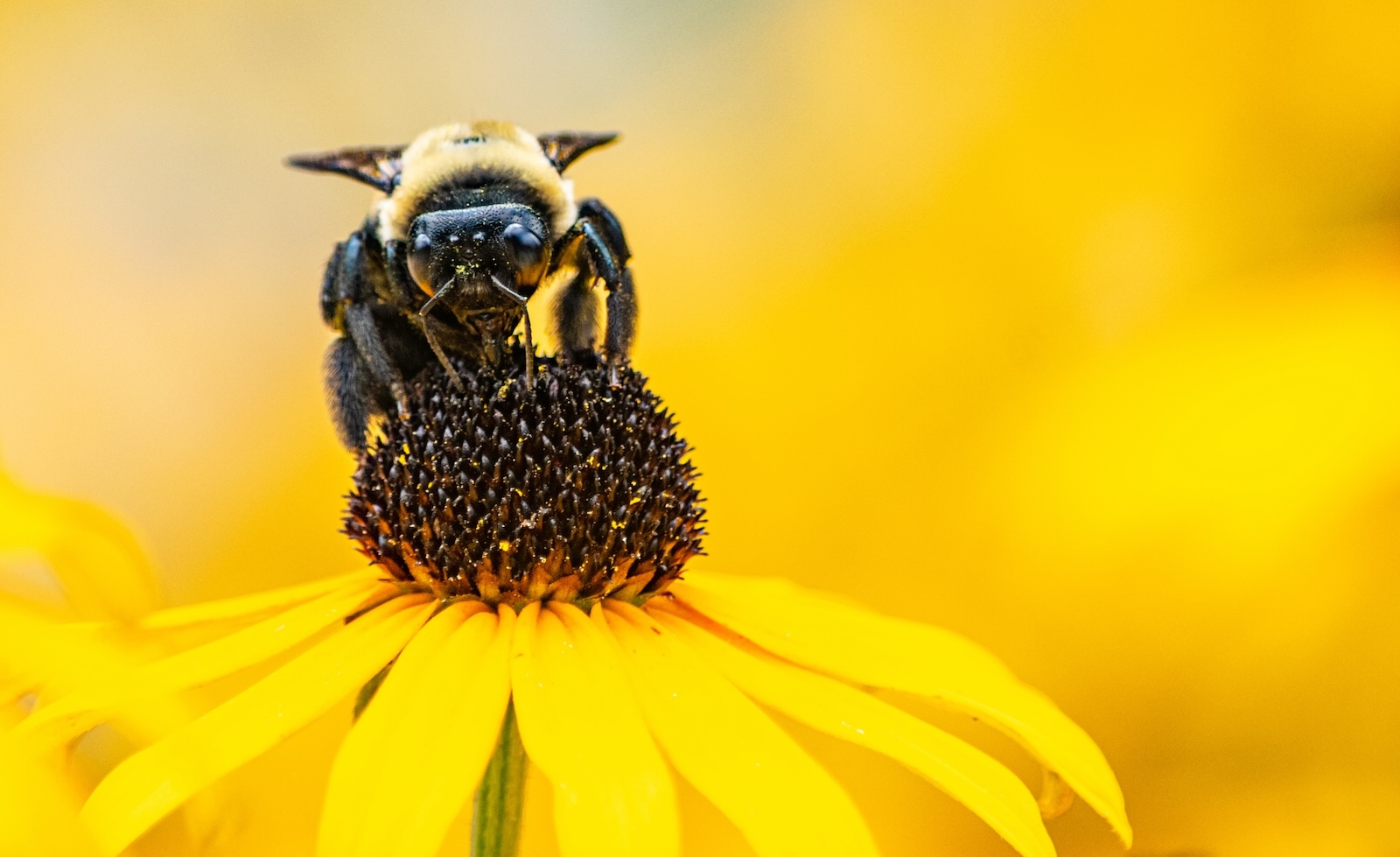 Closeup of a bumblebee pollinating a black-eyed susan flower. Closeup of a bumblebee pollinating a black-eyed susan flower. Photo ID 154295398 © Mary Ann Artz | Dreamstime