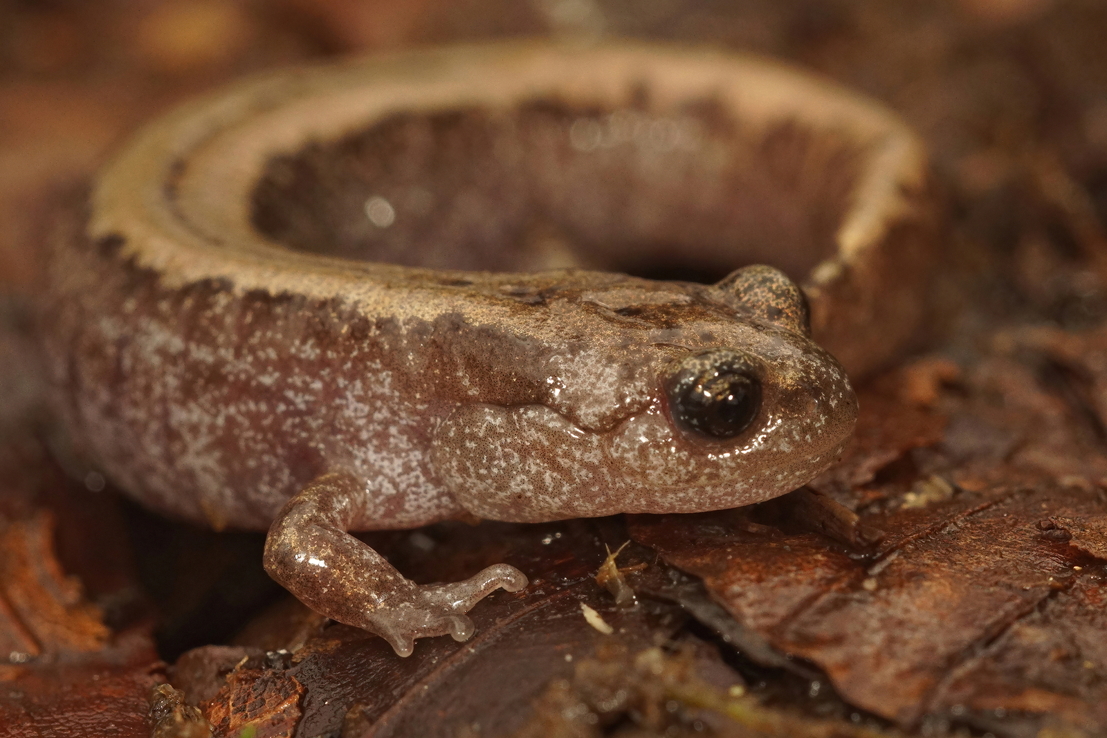 The Siberian salamander (Salamandrella keyserlingii) is one of the rare species that can let itself get frozen and then revive again when temperatures are getting better. Image Credit: © Henk Wallays | Dreamstime.com. The Siberian salamander (Salamandrella keyserlingii) is one of the rare species that can let itself get frozen and then revive again when temperatures are getting better. Image Credit: © Henk Wallays | Dreamstime.com.