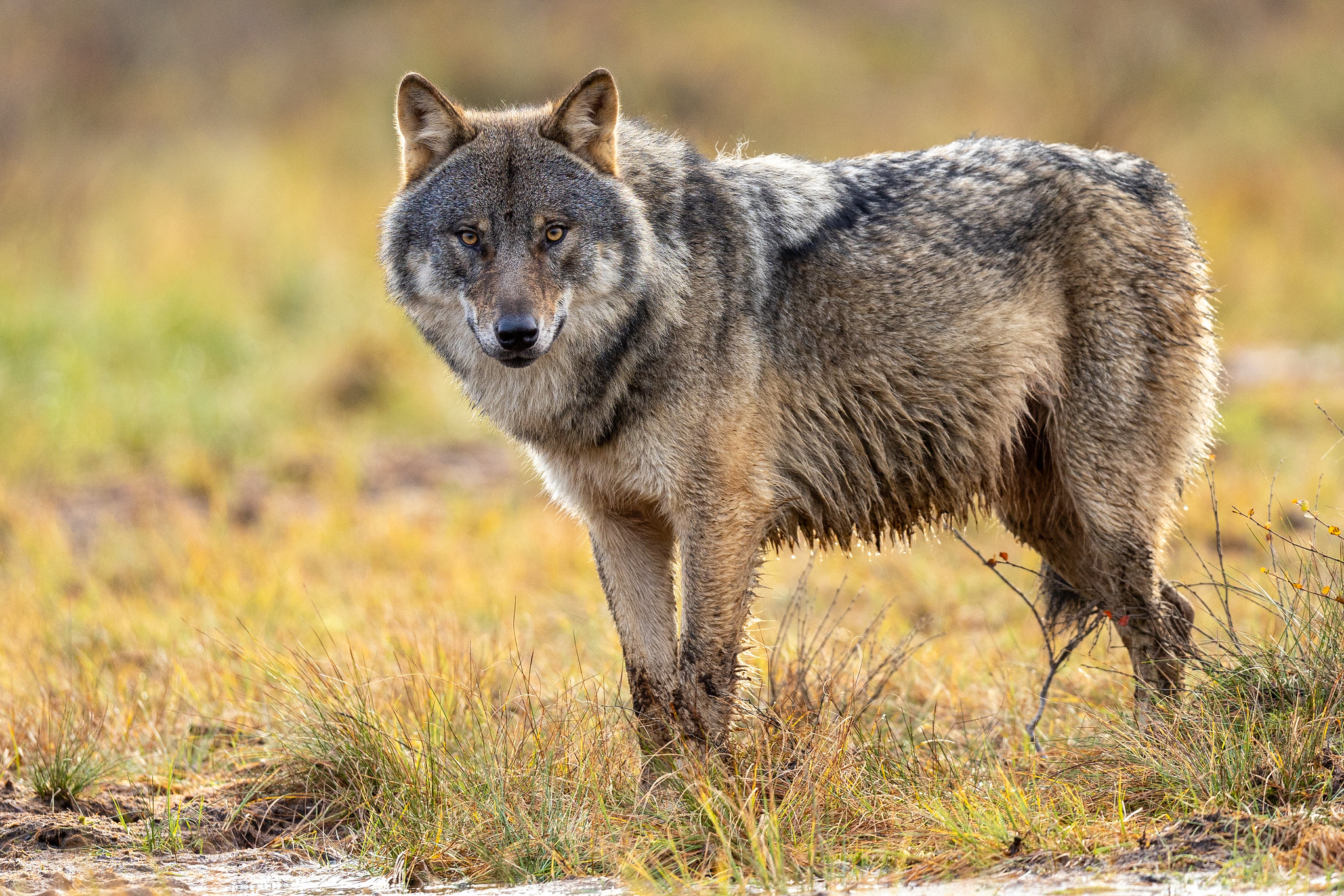 Gray Wolf (Canis lupus). Finland. Gray Wolf (Canis lupus). Finland. Image credit: © Gregoire Dubois