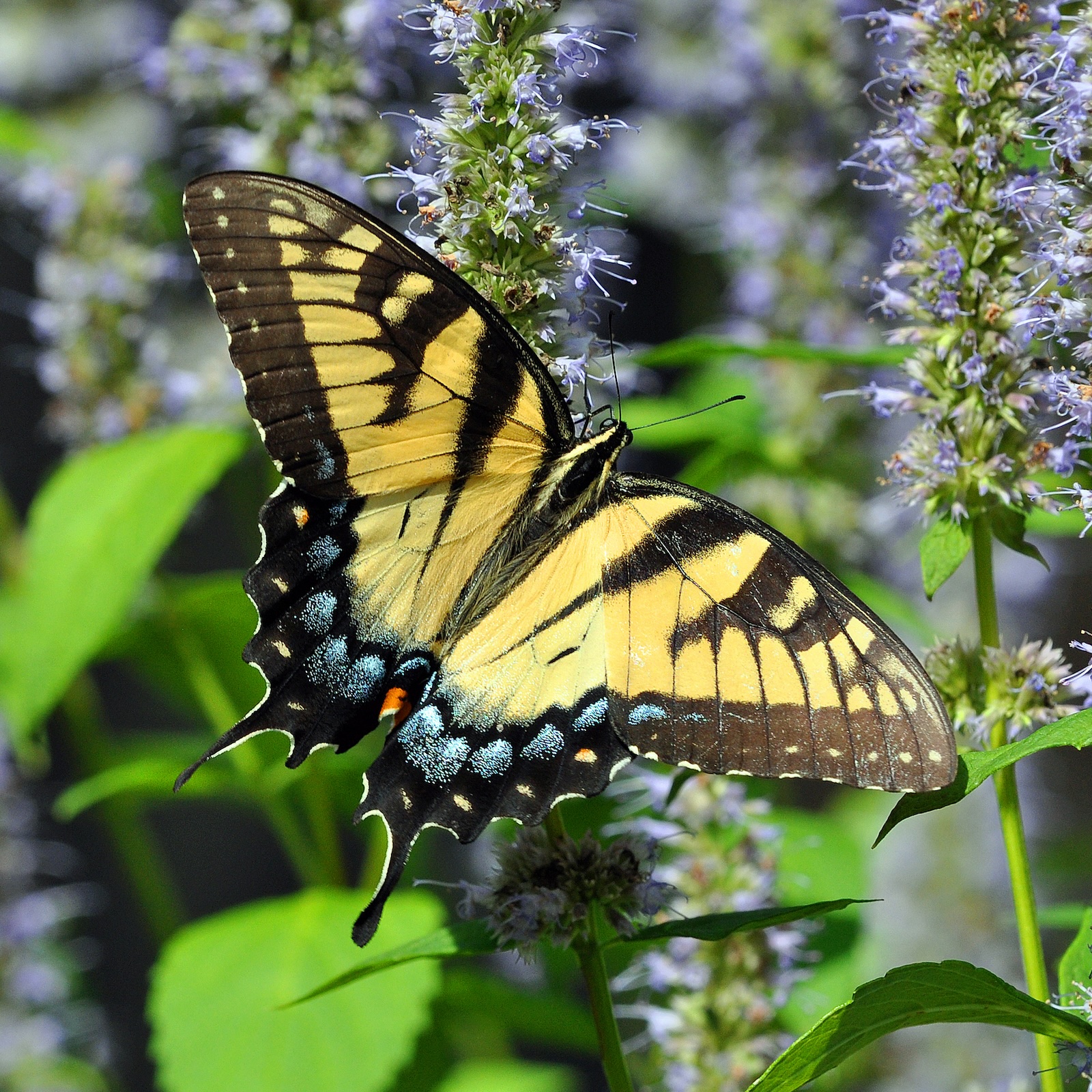Eastern Tiger Swallowtail Butterfly (Papilio glaucus) feeding on hyssop flower. Eastern Tiger Swallowtail Butterfly (Papilio glaucus) feeding on hyssop flower.