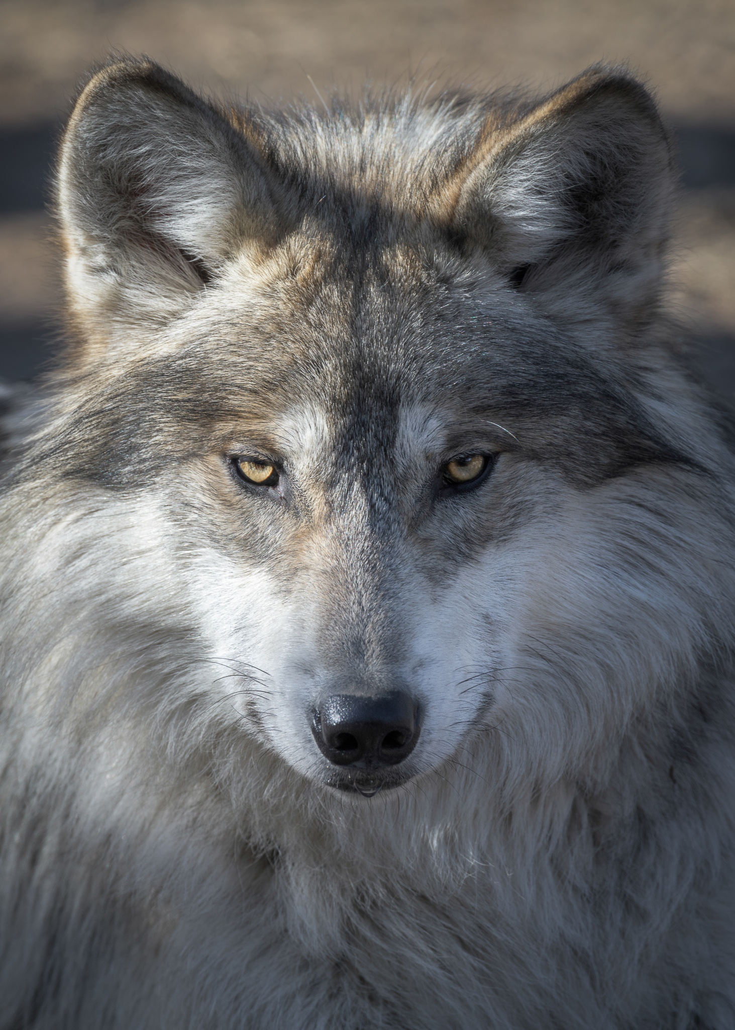 Close-up portrait of a Mexican gray wolf. Image Credit: © Glenn Nagel, Dreamstime.