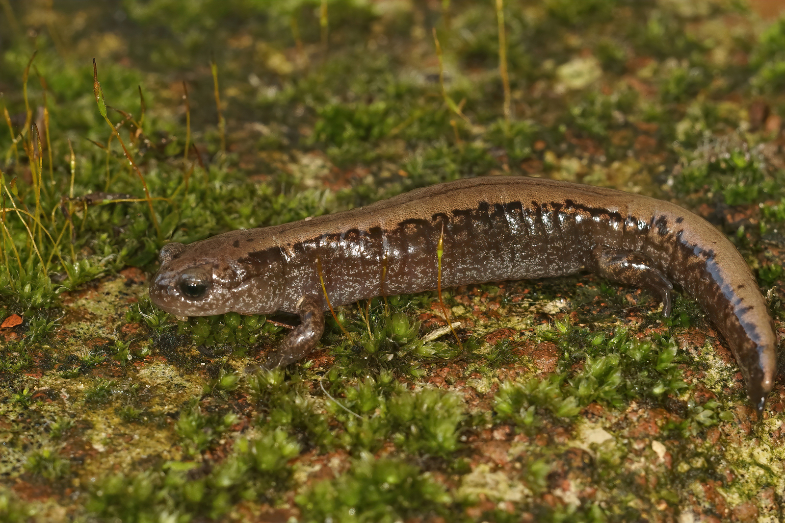 Closeup on an adult Siberian salamander, (Salamandrella keyserlingii) sitting on a moss-covered stone. Image credit: © Henk Wallays | Dreamstime.com. Closeup on an adult Siberian salamander, (Salamandrella keyserlingii) sitting on a moss-covered stone. Image credit: © Henk Wallays | Dreamstime.com.