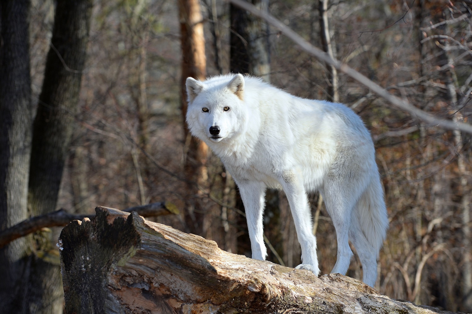 Tundra wolf Tundra wolf in the wild.