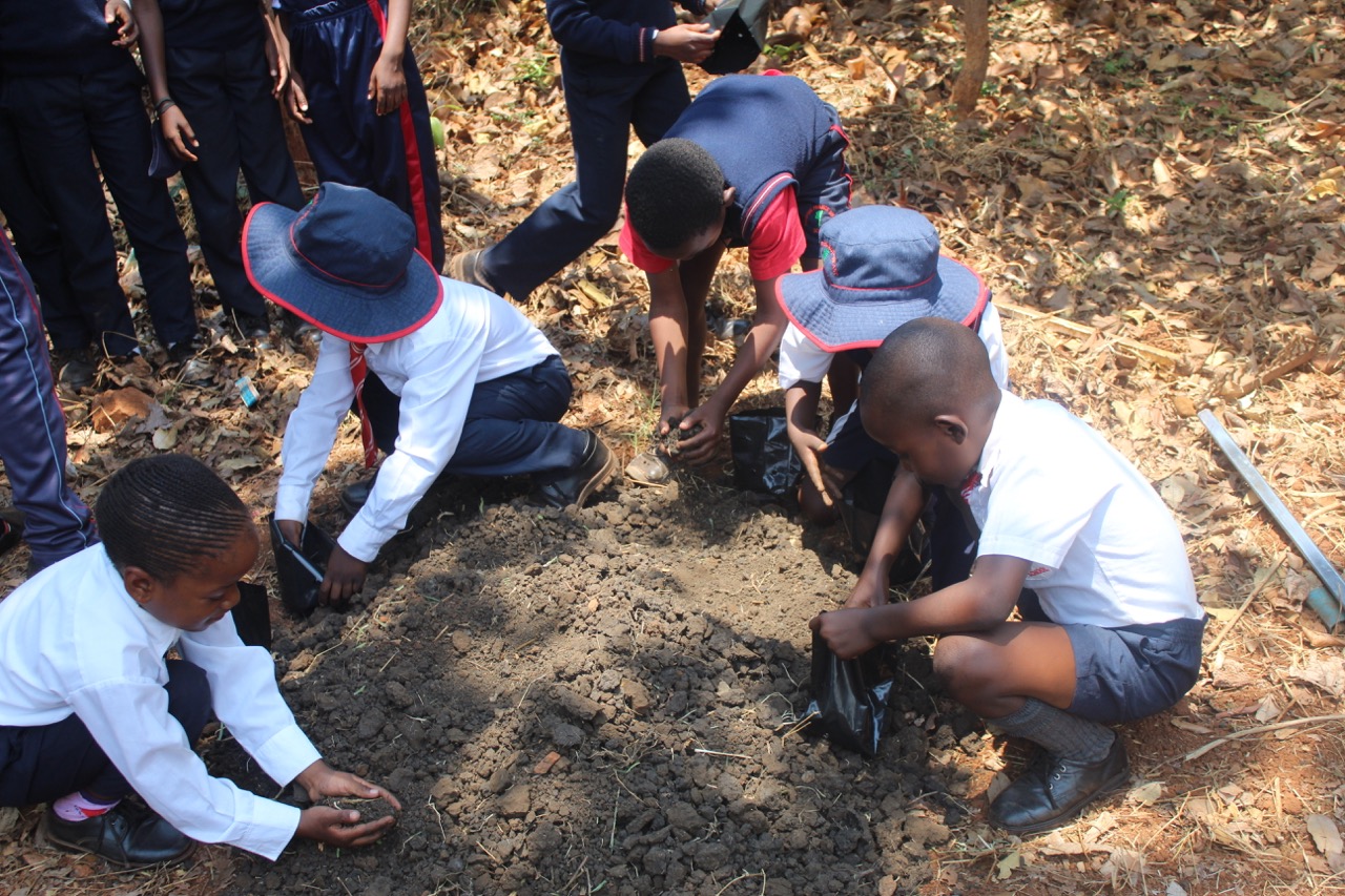 indigenous tree nursery establishment at a pre school. Image credit Courtesy of Research and Education for Sustainable Actions. indigenous tree nursery establishment at a pre school. Image credit Courtesy of Research and Education for Sustainable Actions.