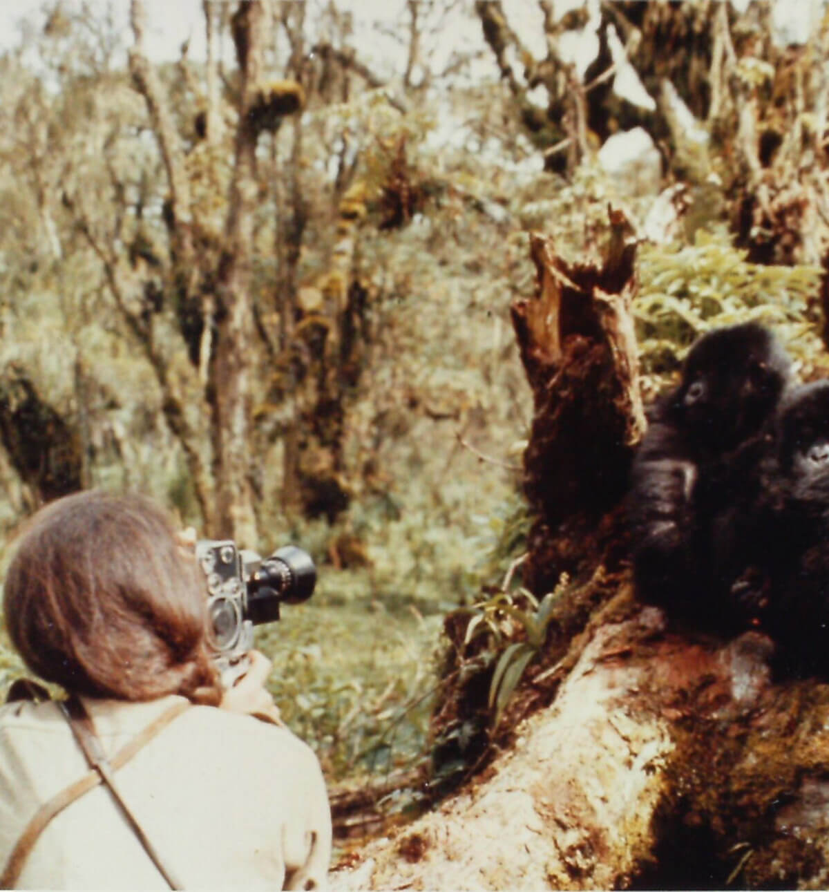 Dian Fossey taking photographs of a gorilla. Image credit: Courtesy of Dian Fossey Gorilla Fund Dian Fossey taking photographs of a gorilla. Image credit: Courtesy of Dian Fossey Gorilla Fund