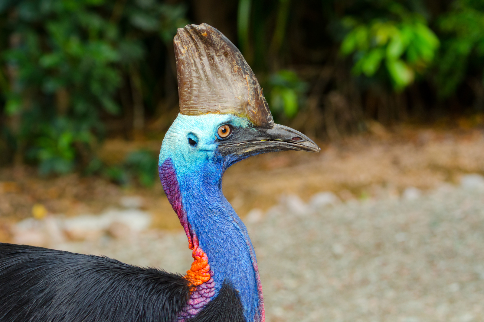 Southern cassowaries can disperse large seeds after eating the rainforest fruit that other animals aren’t capable of moving, thereby helping propagate the forest. Image Credit: © Birdiegal717 | Dreamstime.com. Southern cassowaries can disperse large seeds after eating the rainforest fruit that other animals aren’t capable of moving, thereby helping propagate the forest. Image Credit: © Birdiegal717 | Dreamstime.com.