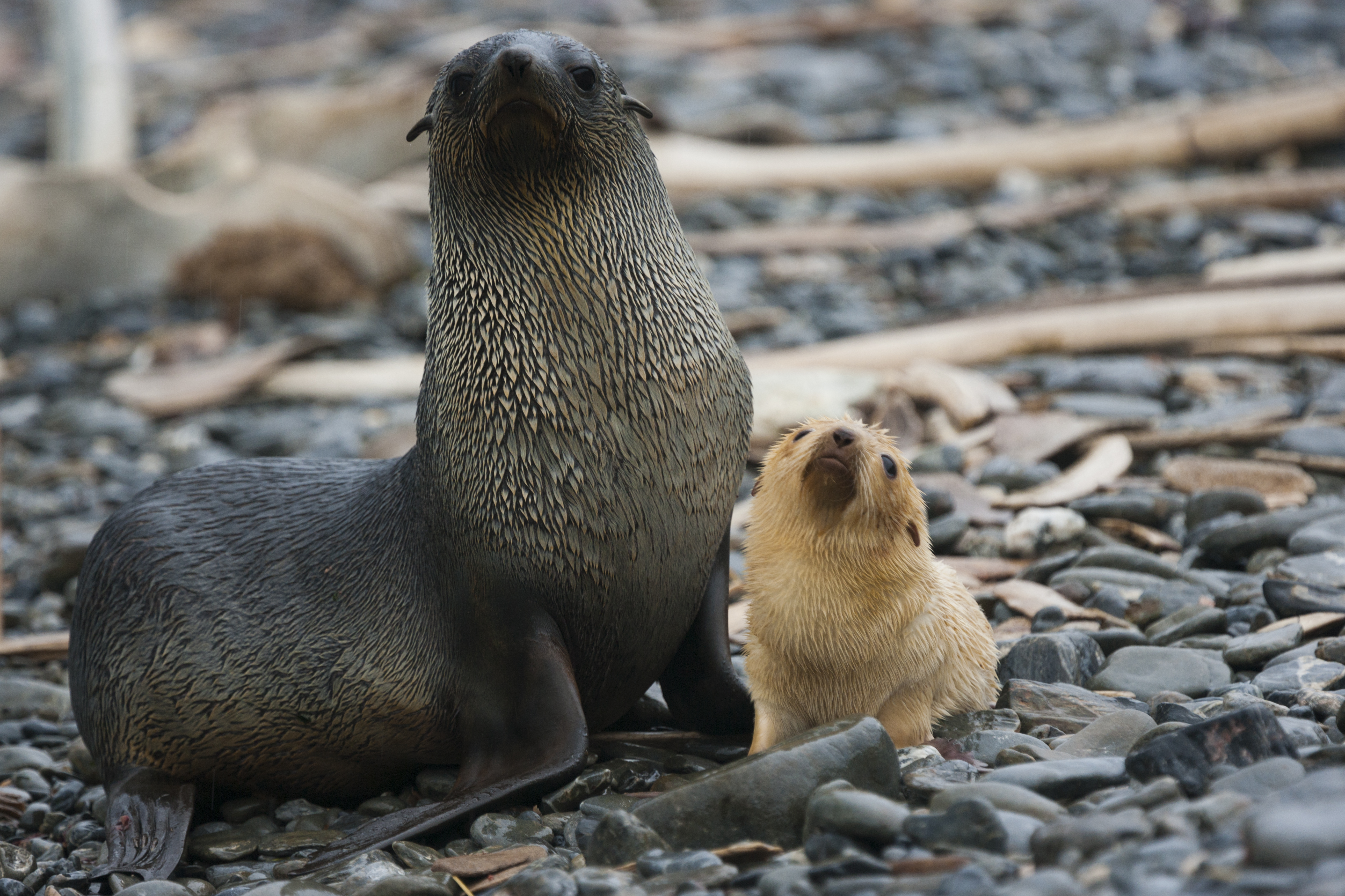 Adult female Antarctic fur seal with a white pup at her side on South Georgia Island. Image Credit: Mint_Images, Envato. Adult female Antarctic fur seal with a white pup at her side on South Georgia Island. Image Credit: Mint_Images, Envato.