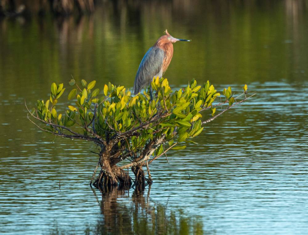 Reddish Egret perched in mangrove at Merritt Island National Wildlife Refuge, wetlands AdobeStock_478214864 Reddish Egret perched in mangrove at Merritt Island National Wildlife Refuge, wetlands AdobeStock_478214864
