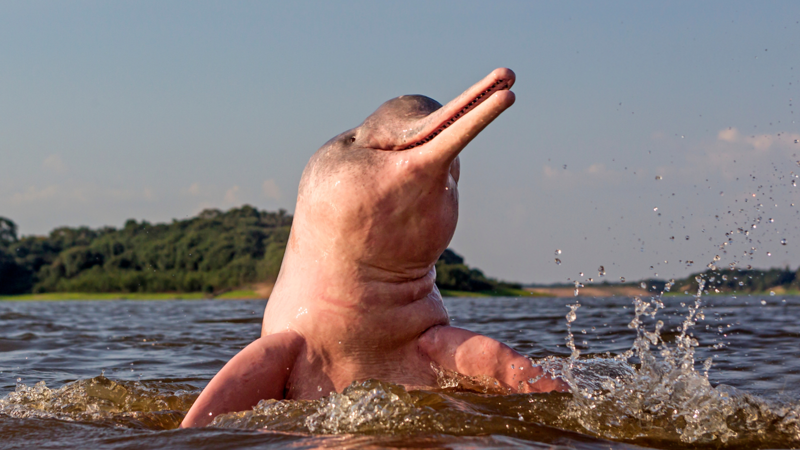 Amazon river dolphin in the Rio Negro. Image Credit: Michel VIARD from Getty Images via Canva Pro. Amazon river dolphin in the Rio Negro. Image Credit: Michel VIARD from Getty Images via Canva Pro.