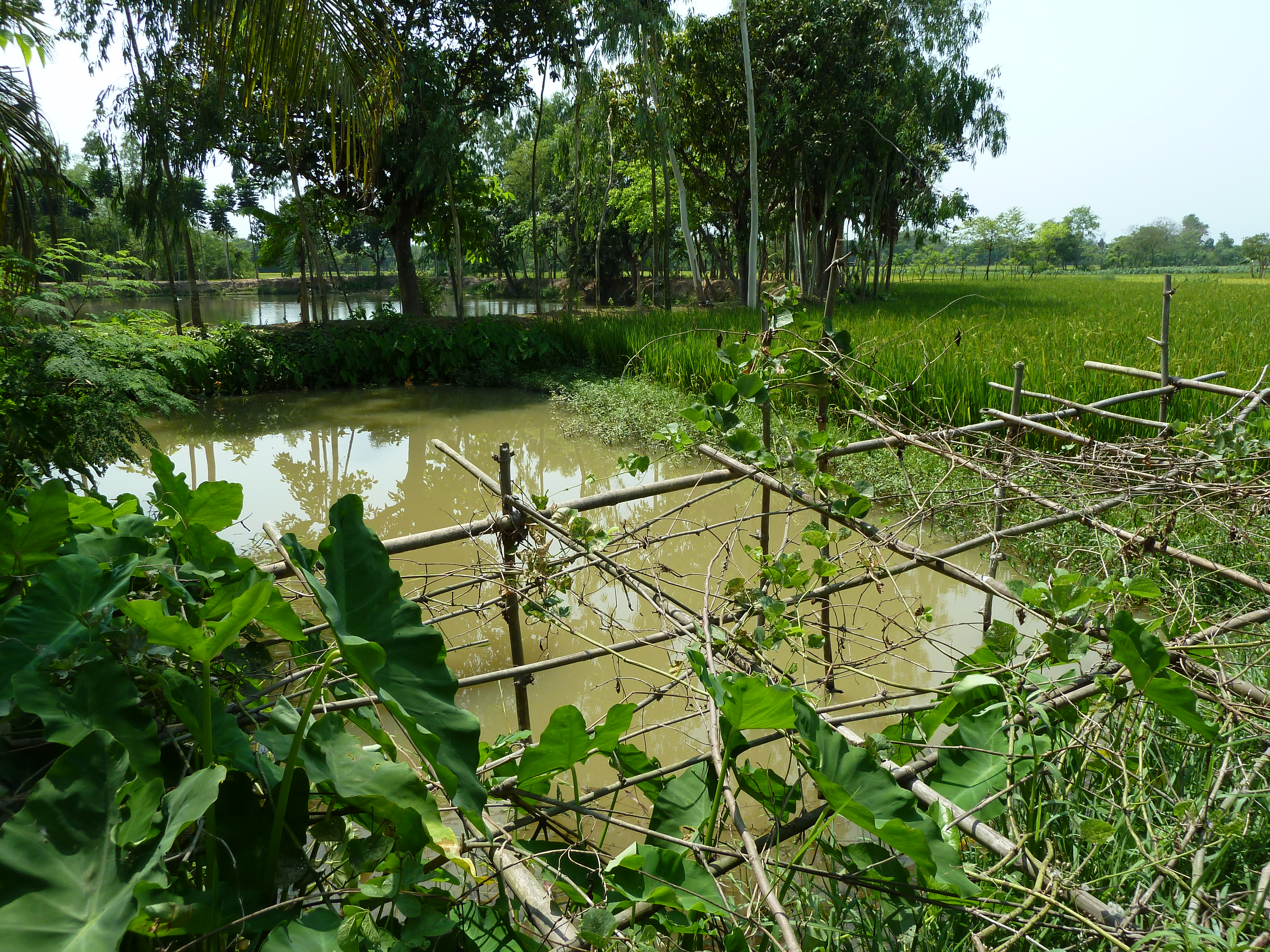 Rice-fish farming in the Joypurhat district, Bangladesh. Image Credit: Anne Delaporte, Flickr. Rice-fish farming in the Joypurhat district, Bangladesh. Image Credit: Anne Delaporte, Flickr.