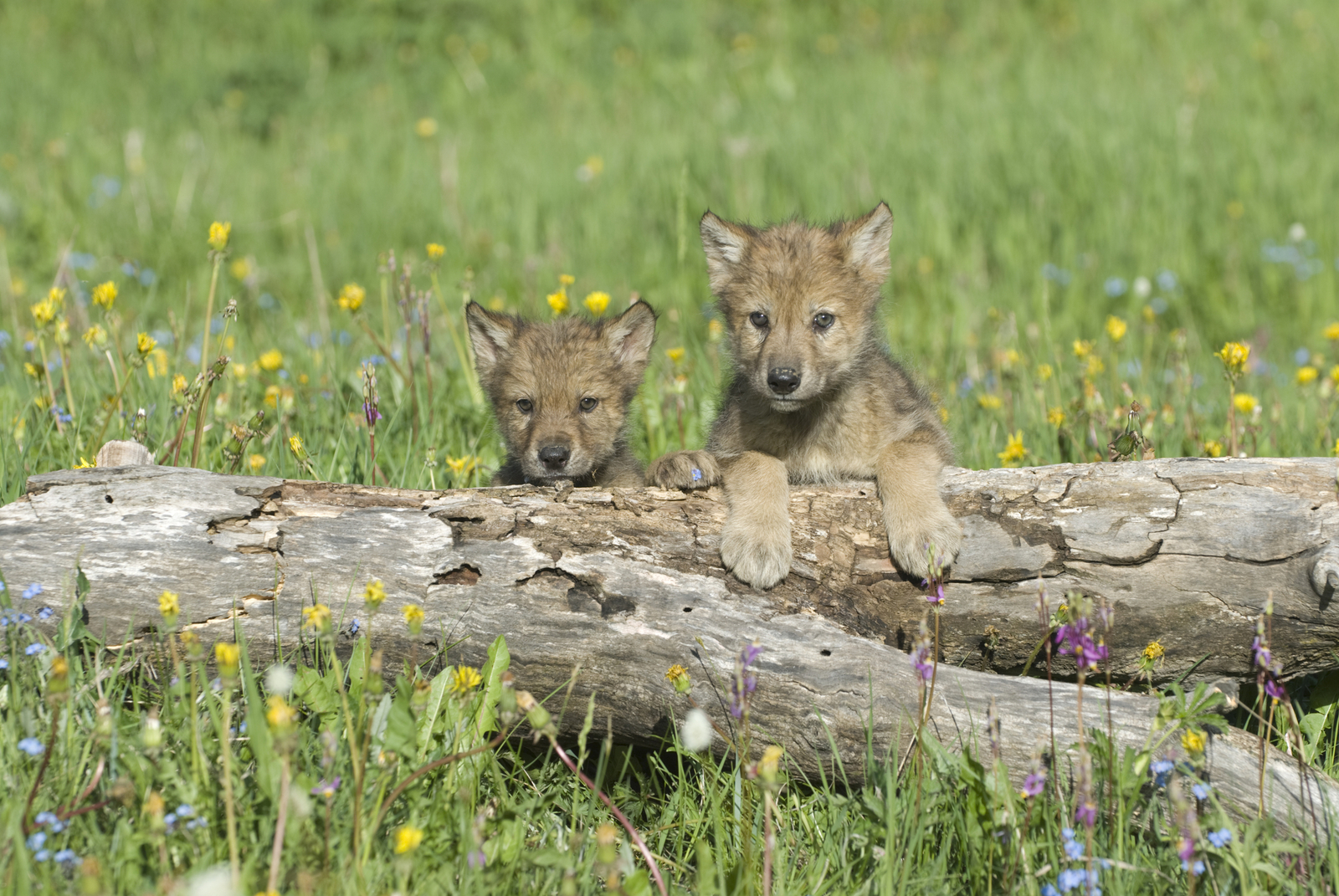 Gray wolf cubs near their den in Colorado, US. Image Credit: © Outdoorsman | Dreamstime.com. Gray wolf cubs near their den in Colorado, US. Image Credit: © Outdoorsman | Dreamstime.com.