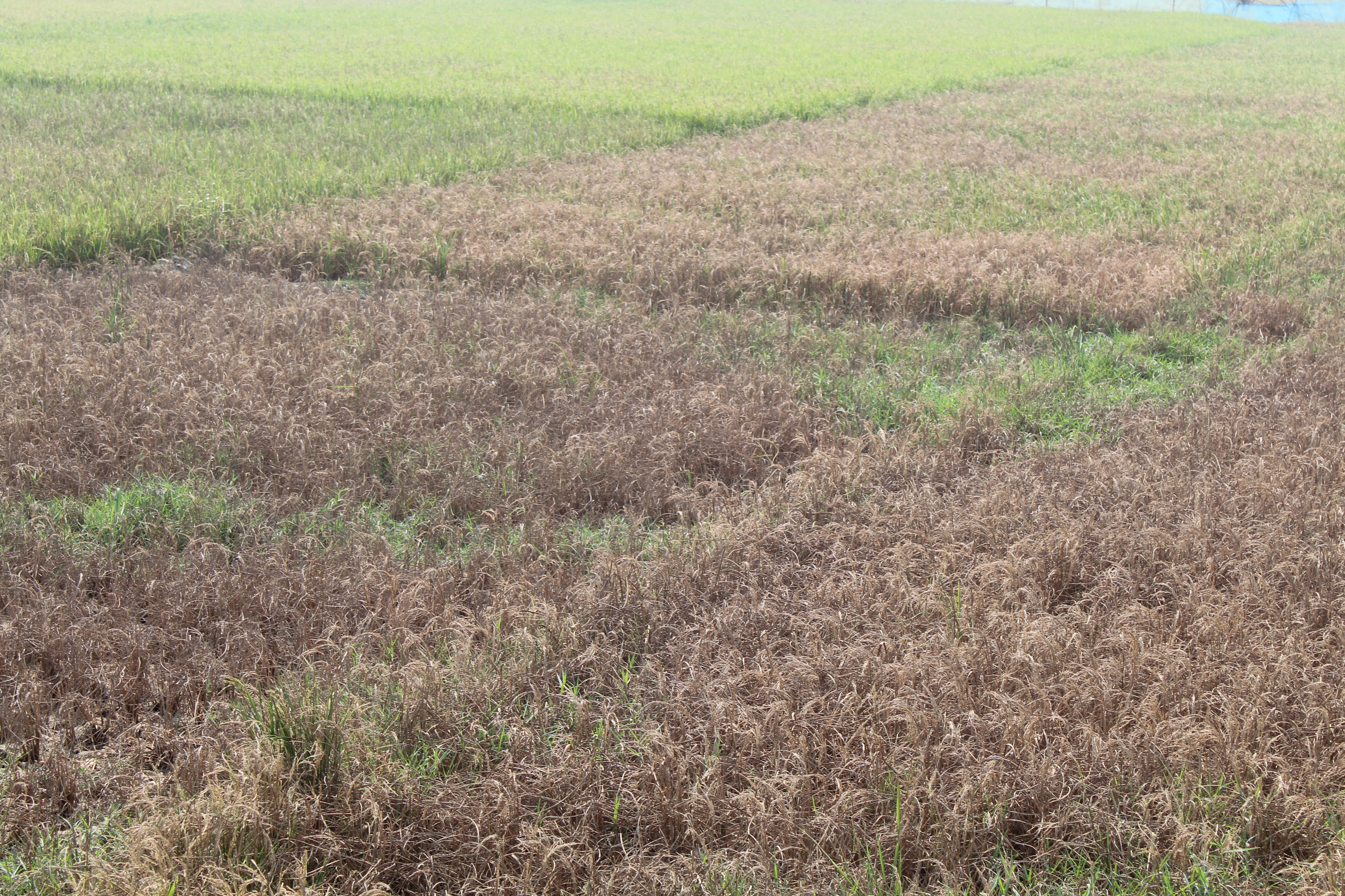 Green and dried patches across a coastal field reveal the uneven growing conditions that shape farmers’ choices from season to season. Image Credit: Syed Navid Anjum Hasan. Green and dried patches across a coastal field reveal the uneven growing conditions that shape farmers’ choices from season to season. Image Credit: Syed Navid Anjum Hasan.