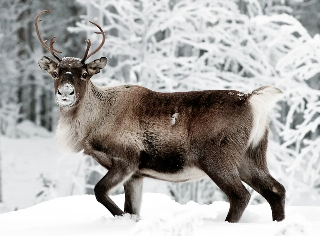 Reindeer in its natural environment. Moore. Dreamstime (12596159) Reindeer in its natural environment. Moore. Dreamstime (12596159)