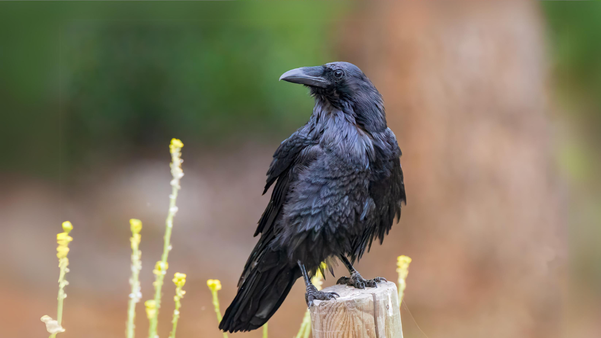 Common raven (Corvus corax). Image Credit: © Matt Krofcheck | Dreamstime.com. Common raven (Corvus corax). Image Credit: © Matt Krofcheck | Dreamstime.com.