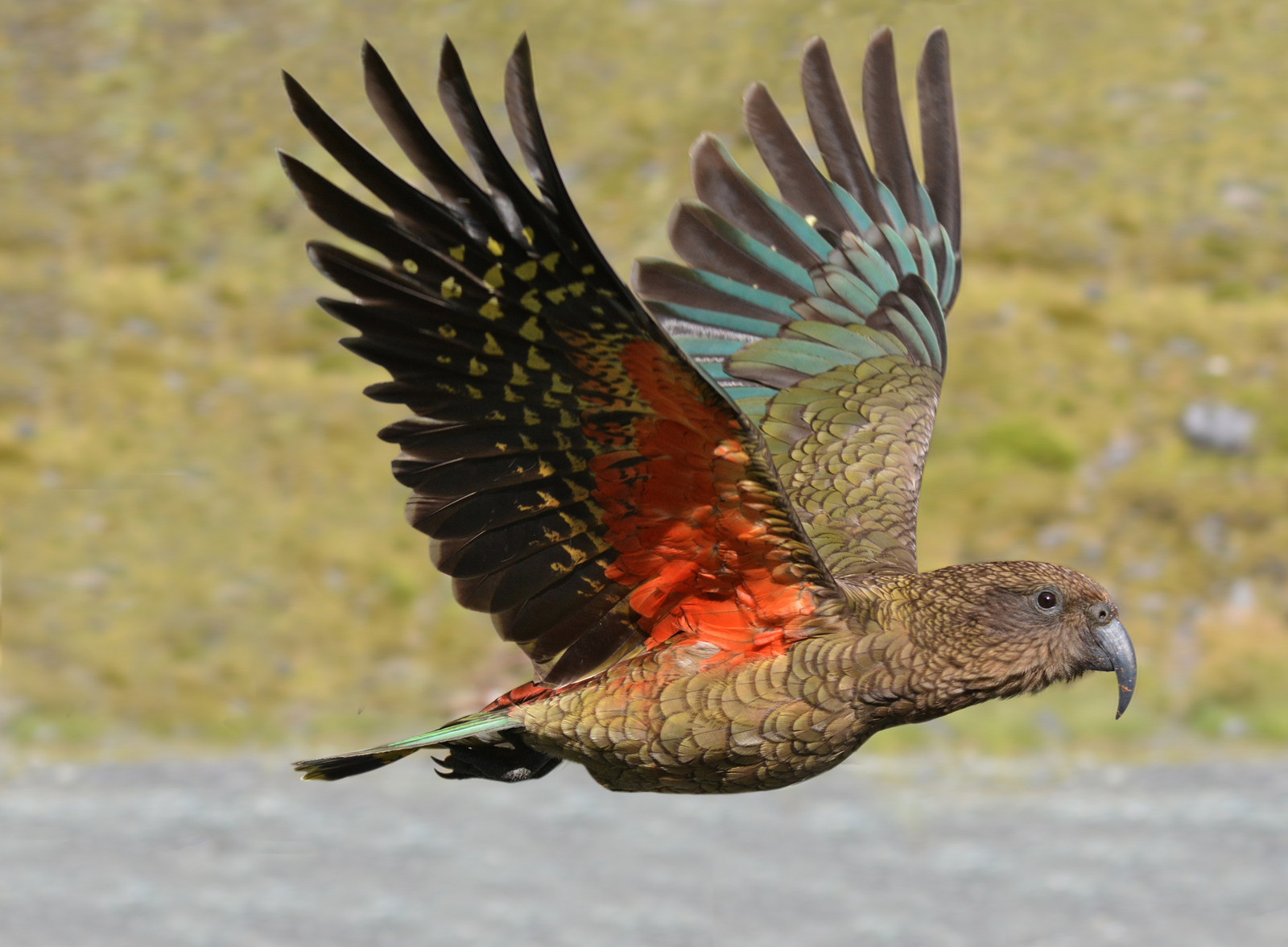 Kea parrot (Nestor notabilis) fly in motion in Fiordland, New Zealand. Image Credit: © Rafael Ben Ari | Dreamstime.com. Kea parrot (Nestor notabilis) fly in motion in Fiordland, New Zealand. Image Credit: © Rafael Ben Ari | Dreamstime.com.