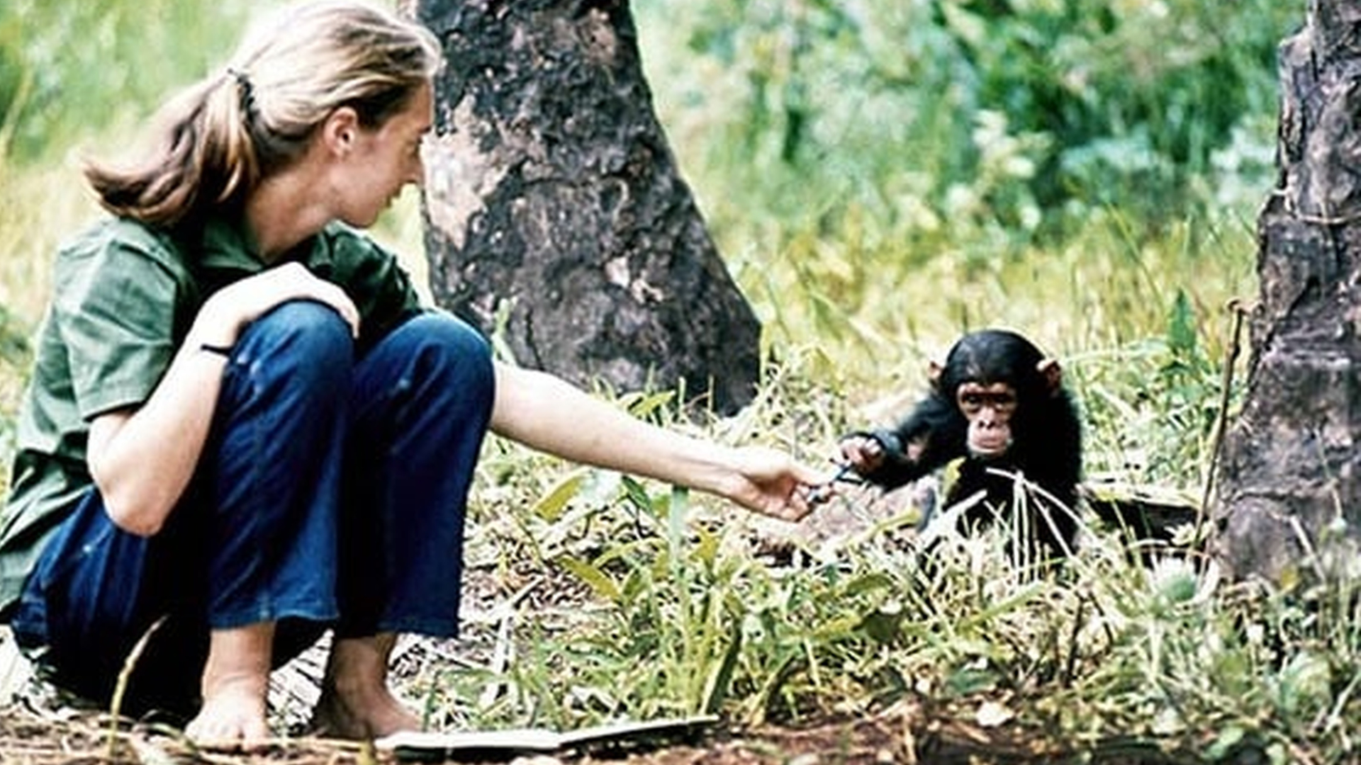 Young researcher Jane Goodall with baby chimpanzee Flint at Gombe Stream Research Center in Tanzania. Image Credit: © The Jane Goodall Institute. Young researcher Jane Goodall with baby chimpanzee Flint at Gombe Stream Research Center in Tanzania. Image Credit: © The Jane Goodall Institute.