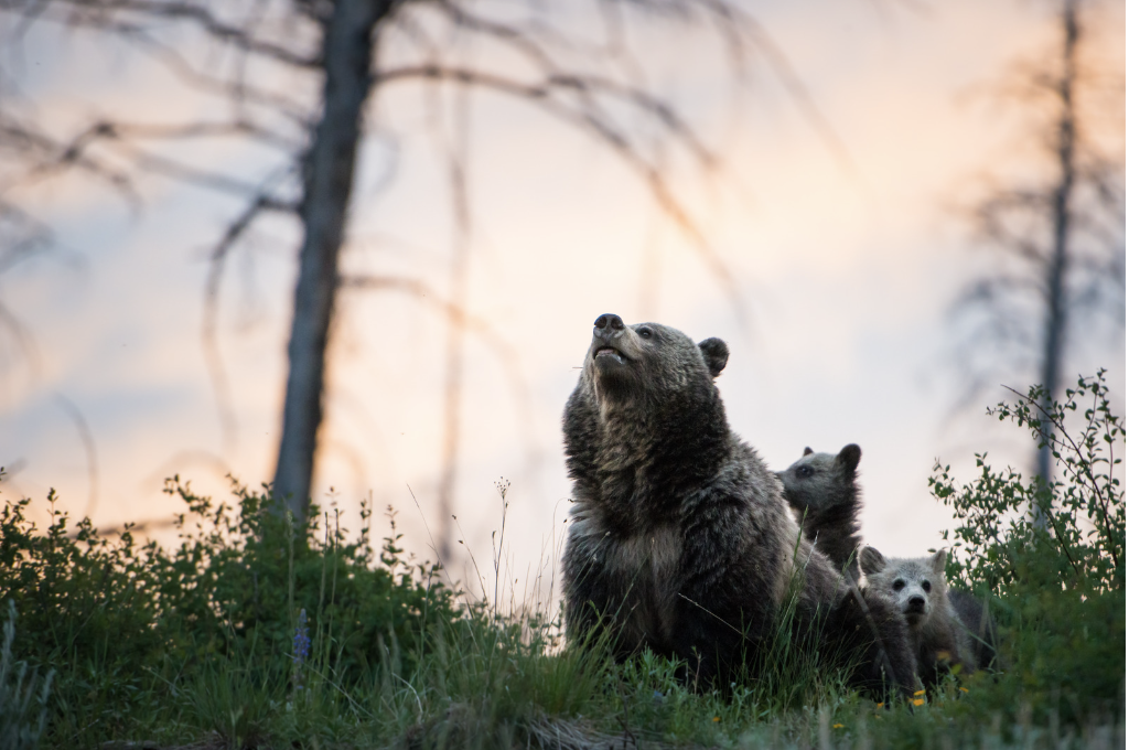 Grizzly bear mother with her cubs. Image Credit: Jillian Cooper from Getty Images via Canva Pro. Grizzly bear mother with her cubs. Image Credit: Jillian Cooper from Getty Images via Canva Pro.