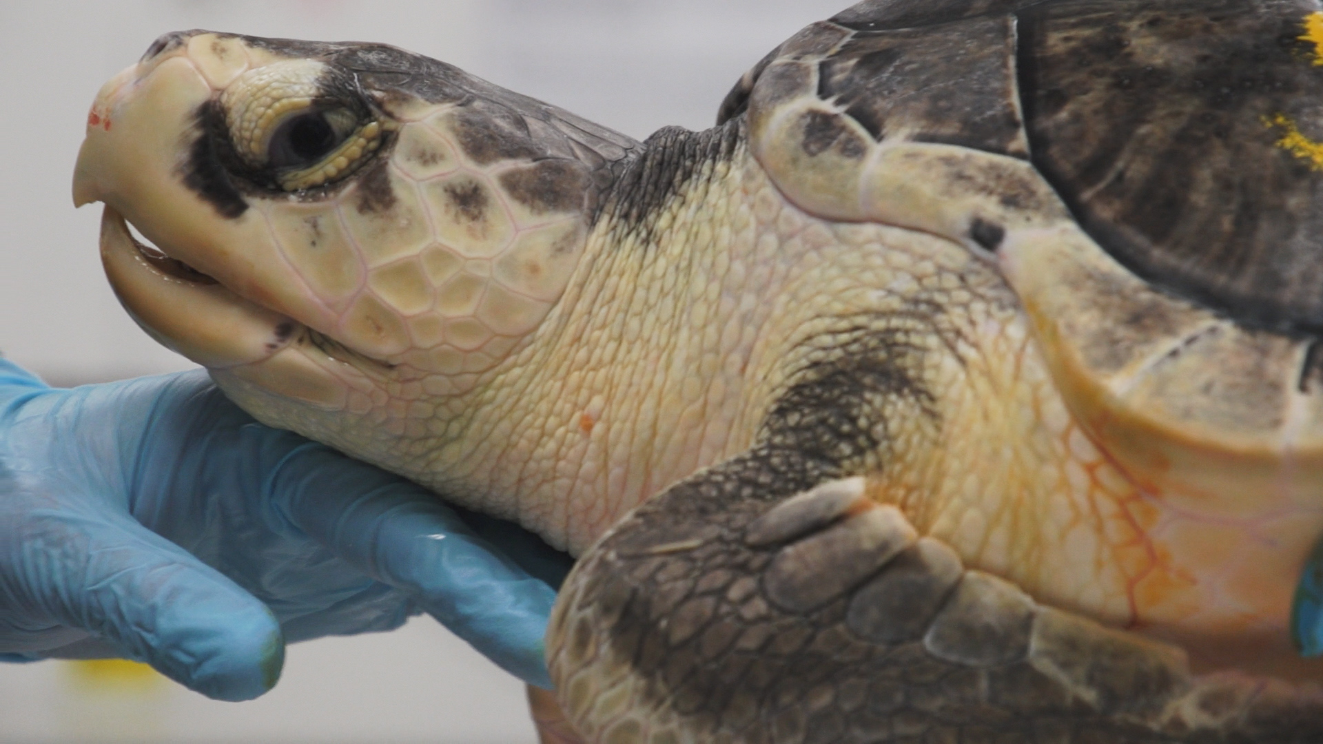NMLC biologist takes a heart rate on an endangered cold stunned Kemp’s ridley sea turtle. Image credit: credit National Marine Life Center NMLC biologist takes a heart rate on an endangered cold stunned Kemp’s ridley sea turtle. Image credit: National Marine Life Center
