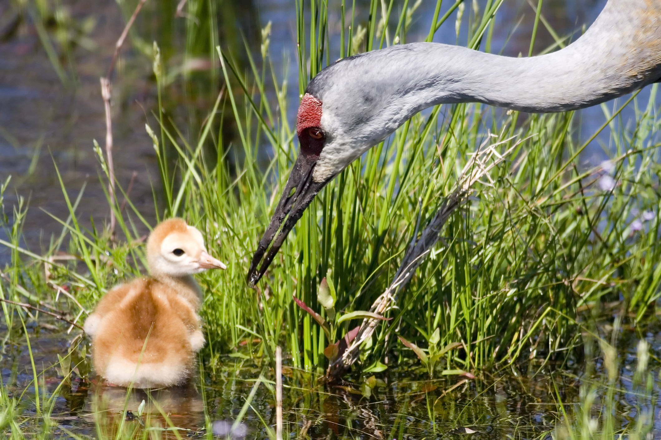 Sandhill crane and chick. Image Credit: © Kirsten Wahlquist, Dreamstime. Sandhill crane and chick. Image Credit: © Kirsten Wahlquist, Dreamstime.