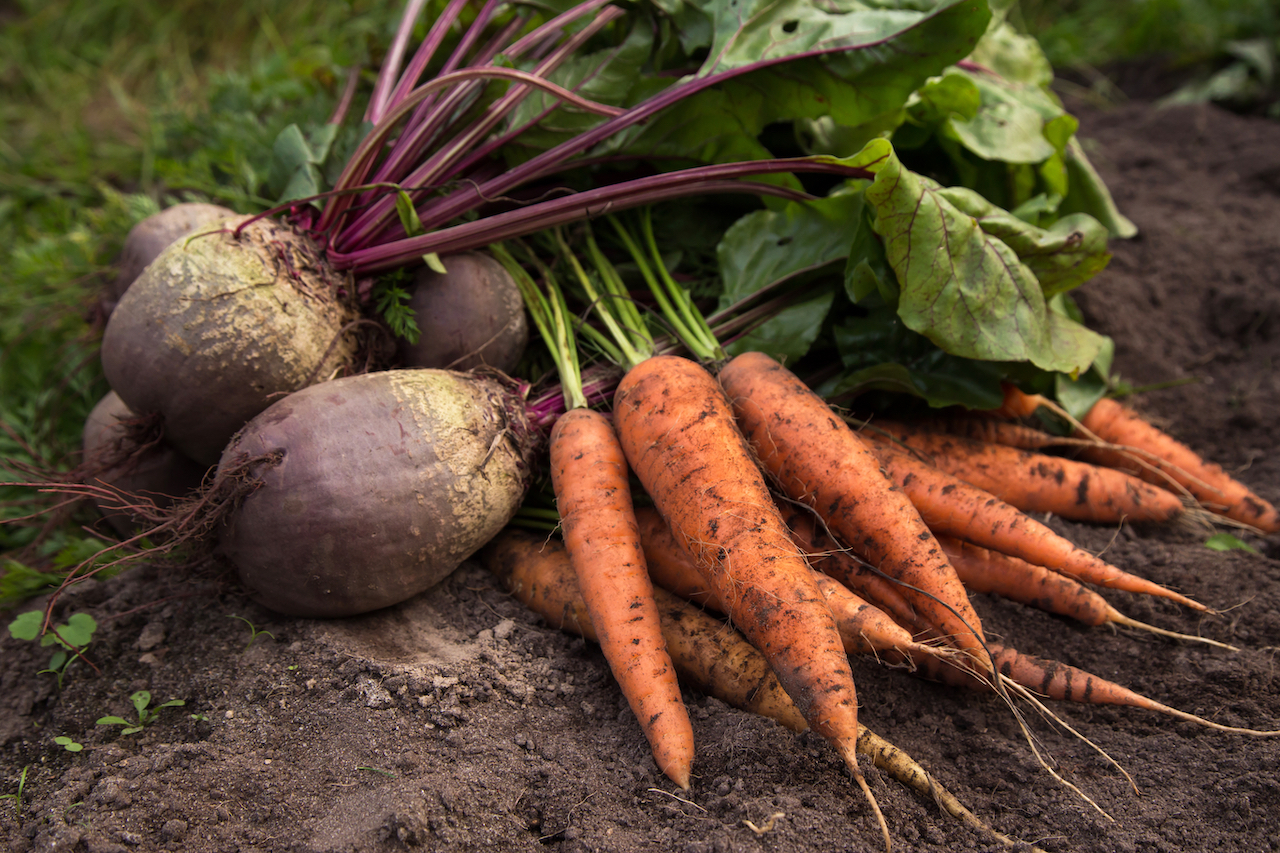 Harvesting organic vegetables. Harvesting organic vegetables. Image credit: ID 206202114 © Idenviktor | Dreamstime.com