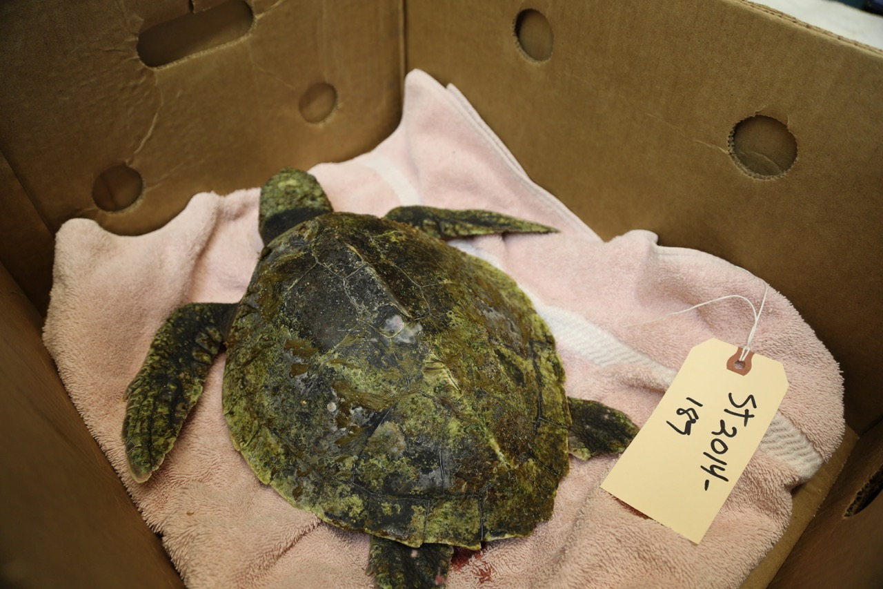 Debilitated sea turtle resting in a banana box prior to transport. Image Credit: InterChange Media Art Productions Debilitated sea turtle resting in a banana box prior to transport. Image Credit: InterChange Media Art Productions